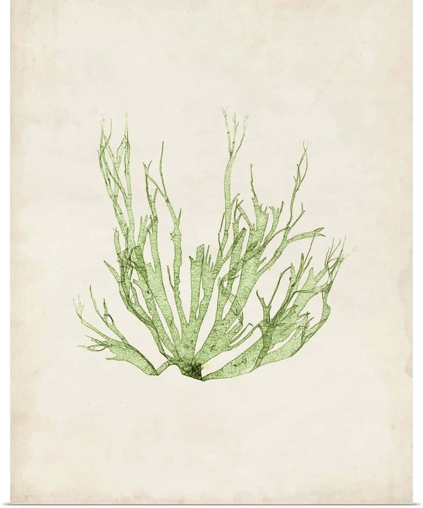 Seaweed 桌布 壁紙 — 精緻的綠色海藻插圖，在帶有紋理的奶油色紙上呈現複雜的分枝葉片。