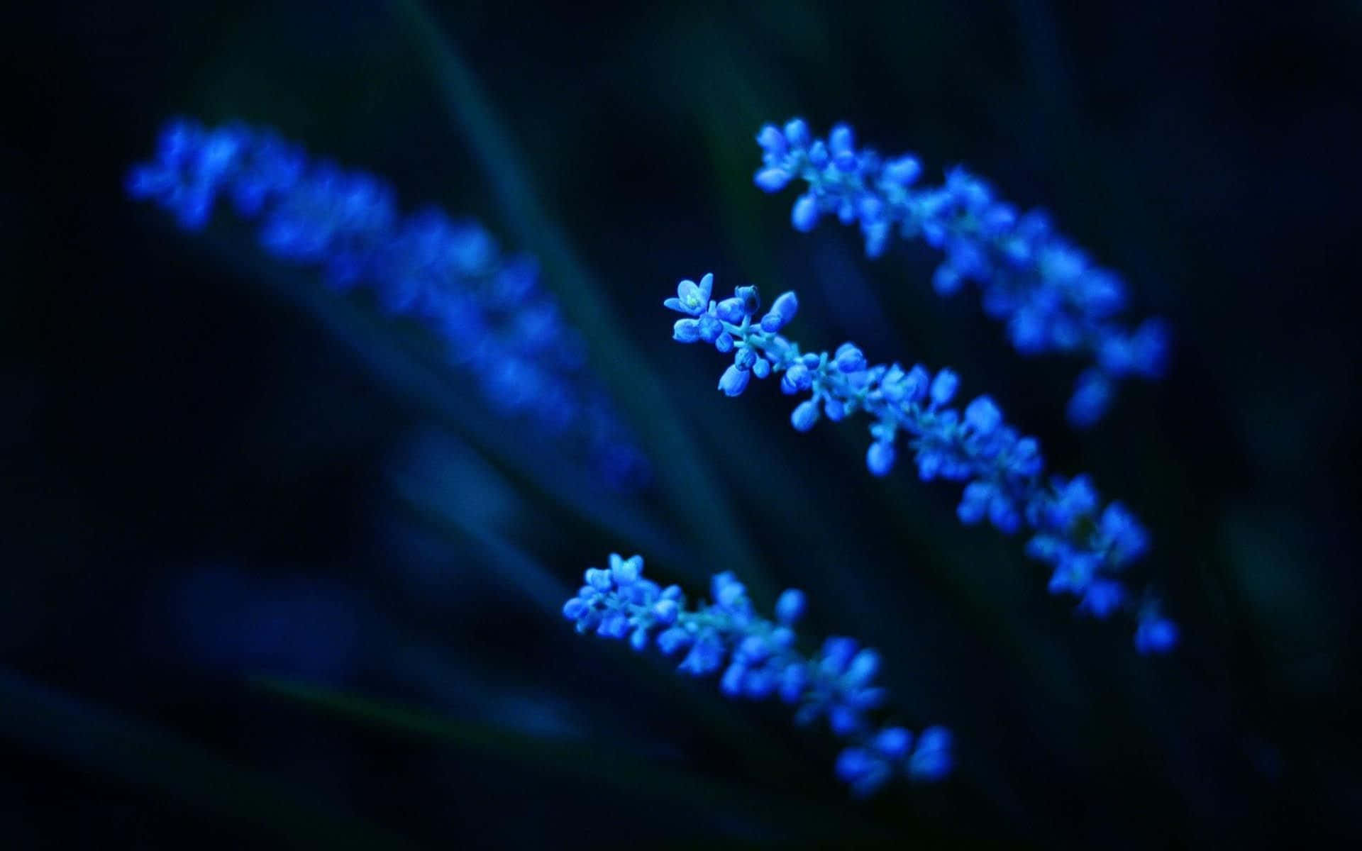 唯美花朵動圖 桌布 壁紙 — 精緻的藍色花穗在深色背景下柔和發光，營造出情緒化的特寫。