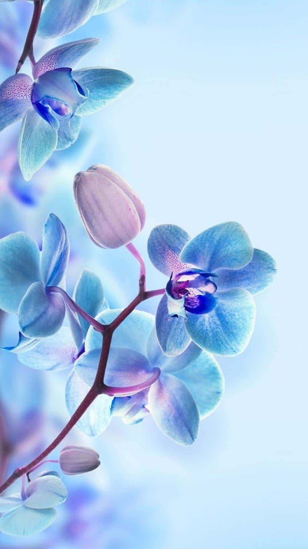 3d Flower 桌布 壁紙 — 精緻的藍色蘭花與粉紅色花蕾在柔和粉彩天空下夢幻般綻放的近距離特寫。