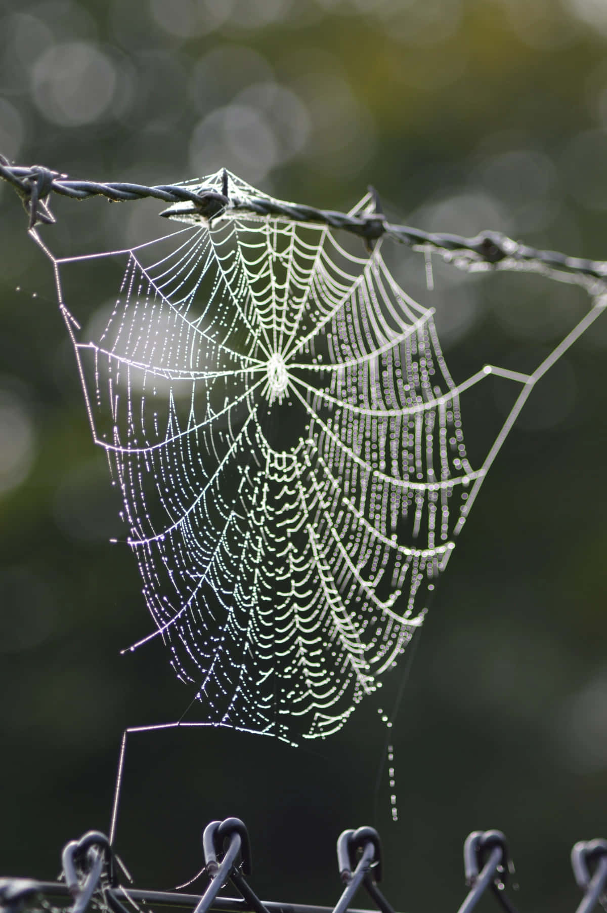 Cobwebs 桌布 壁紙 — 精緻的蜘蛛網在柔和的模糊綠色背景上，掛在鐵絲網之間的露珠閃閃發光。
