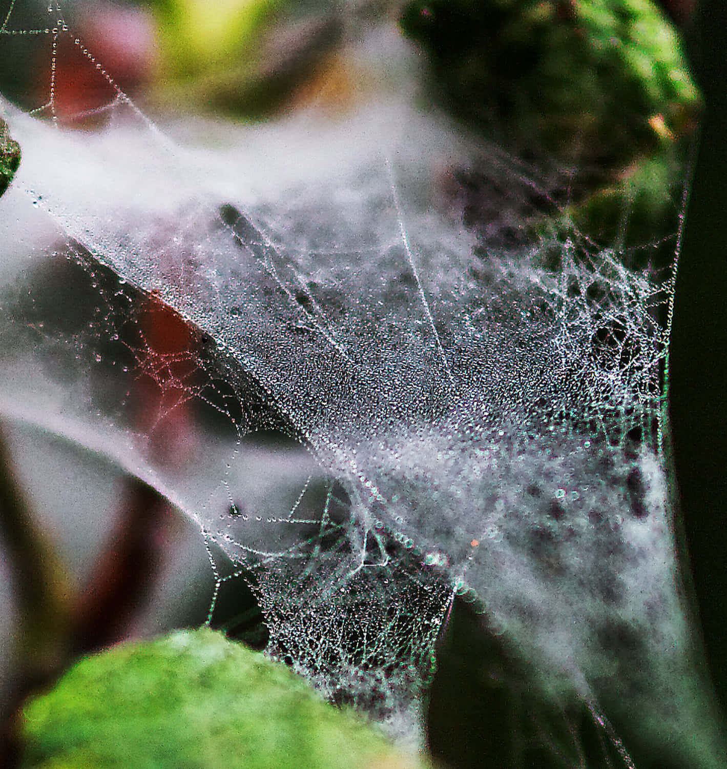 Cobwebs 桌布 壁紙 — 精緻的蜘蛛網在柔和的綠色樹葉背景下閃爍著露珠。