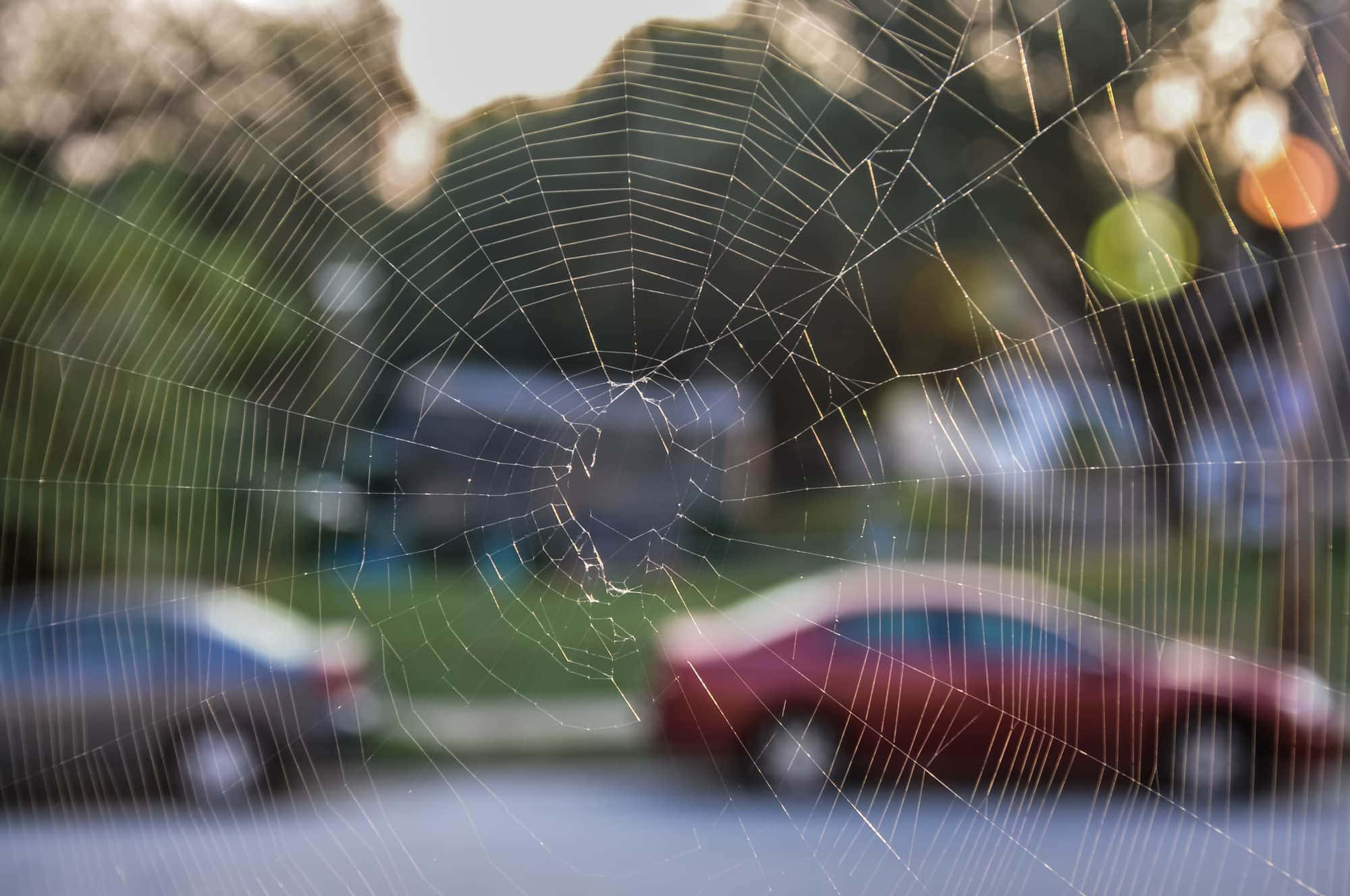 Cobwebs 桌布 壁紙 — 精緻的蜘蛛網在柔和的金色光芒中閃爍，框住了一條模糊的郊區街道，有停泊的汽車和樹木。