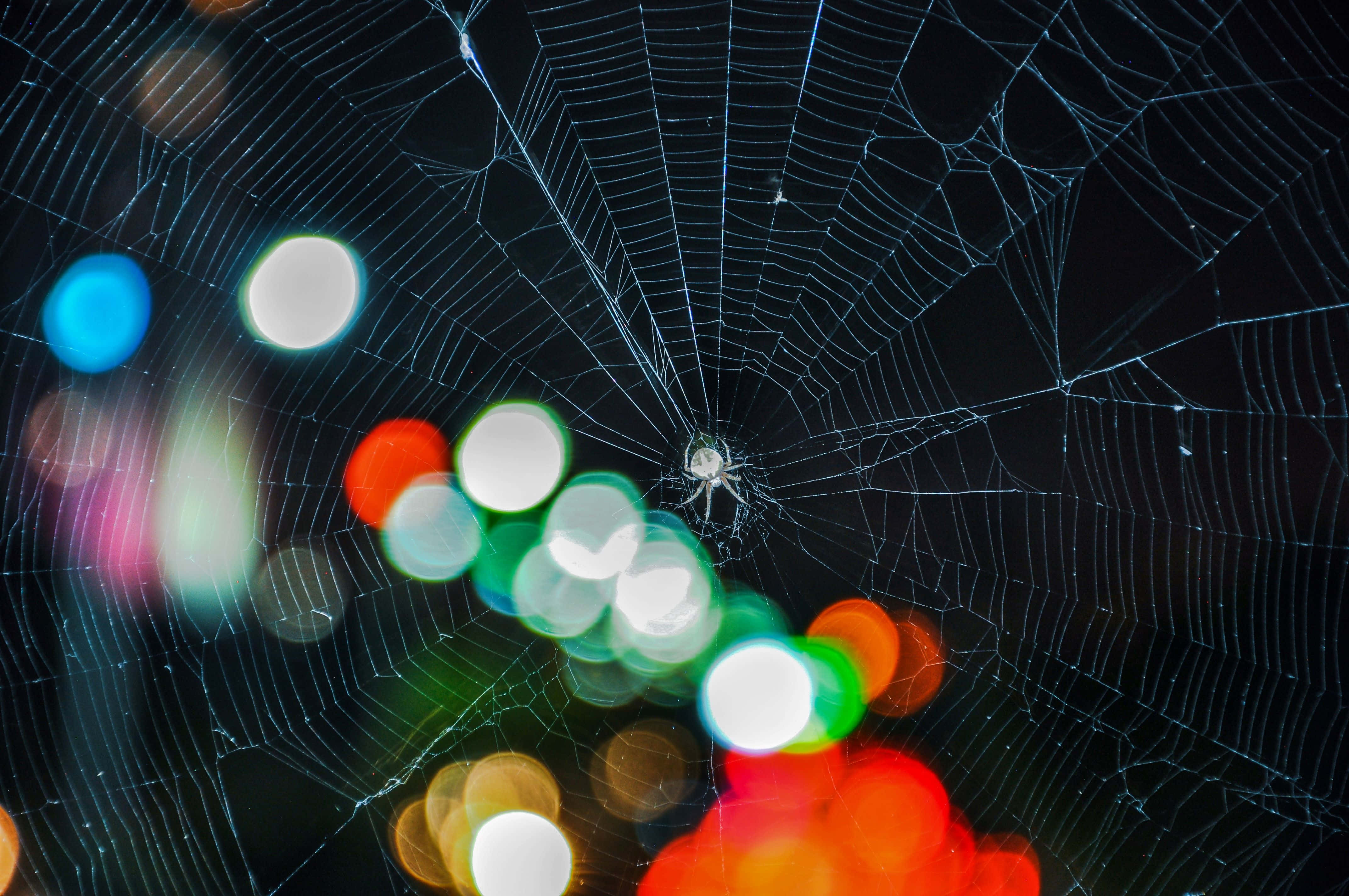 Cobwebs 桌布 壁紙 — 精緻的蜘蛛網在漆黑的夜空中閃閃發光，巧妙地將模糊的城市燈光框在充滿活力的散景中。