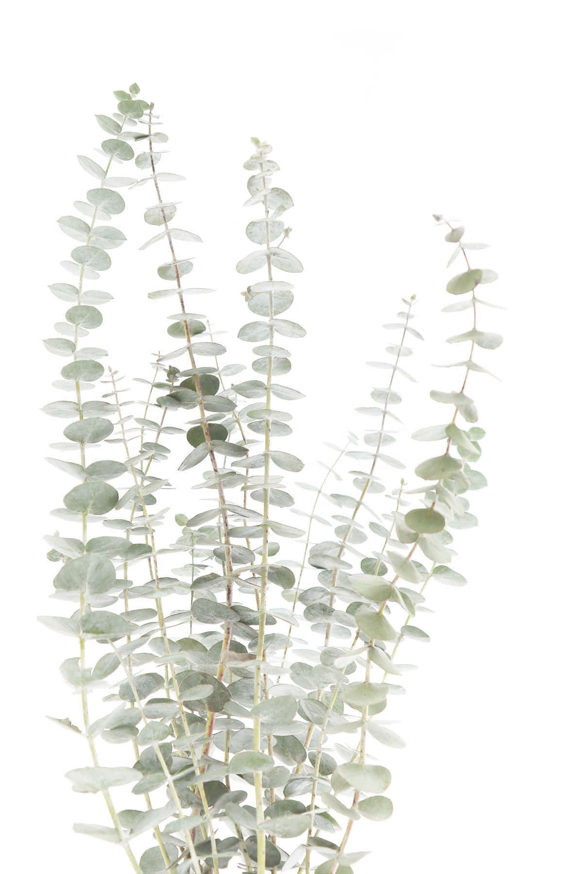 Eucalyptus 桌布 壁紙 — 精緻的銀綠色桉樹枝條，帶有圓形葉子，在純白背景上優雅地升起。