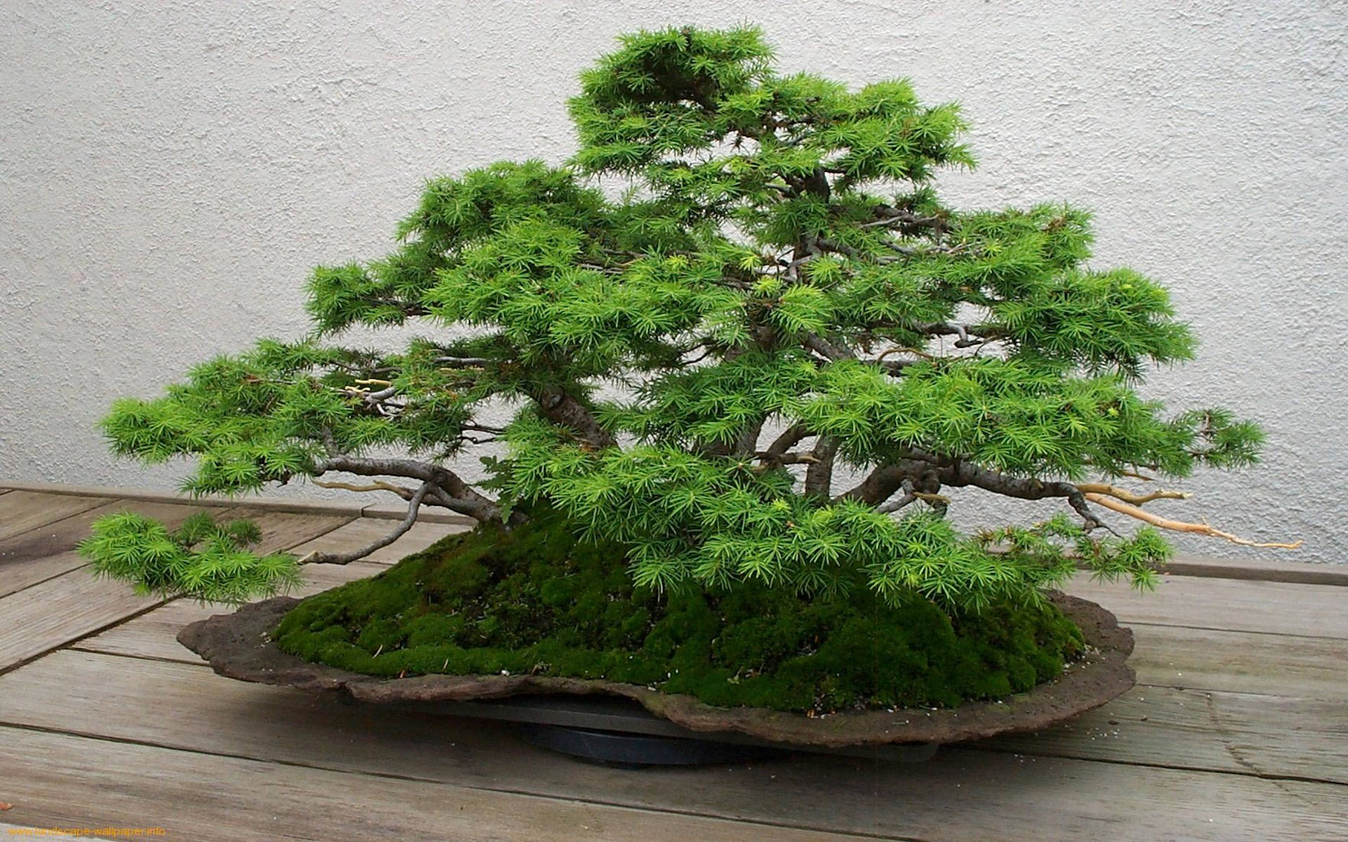 精緻盆景樹藝術 壁紙 — 一棵茂盛的綠色盆景樹，帶有複雜的枝條和苔蘚，放在一個質樸的花盆裡，位於木質甲板上，背景是帶紋理的白色牆壁。
