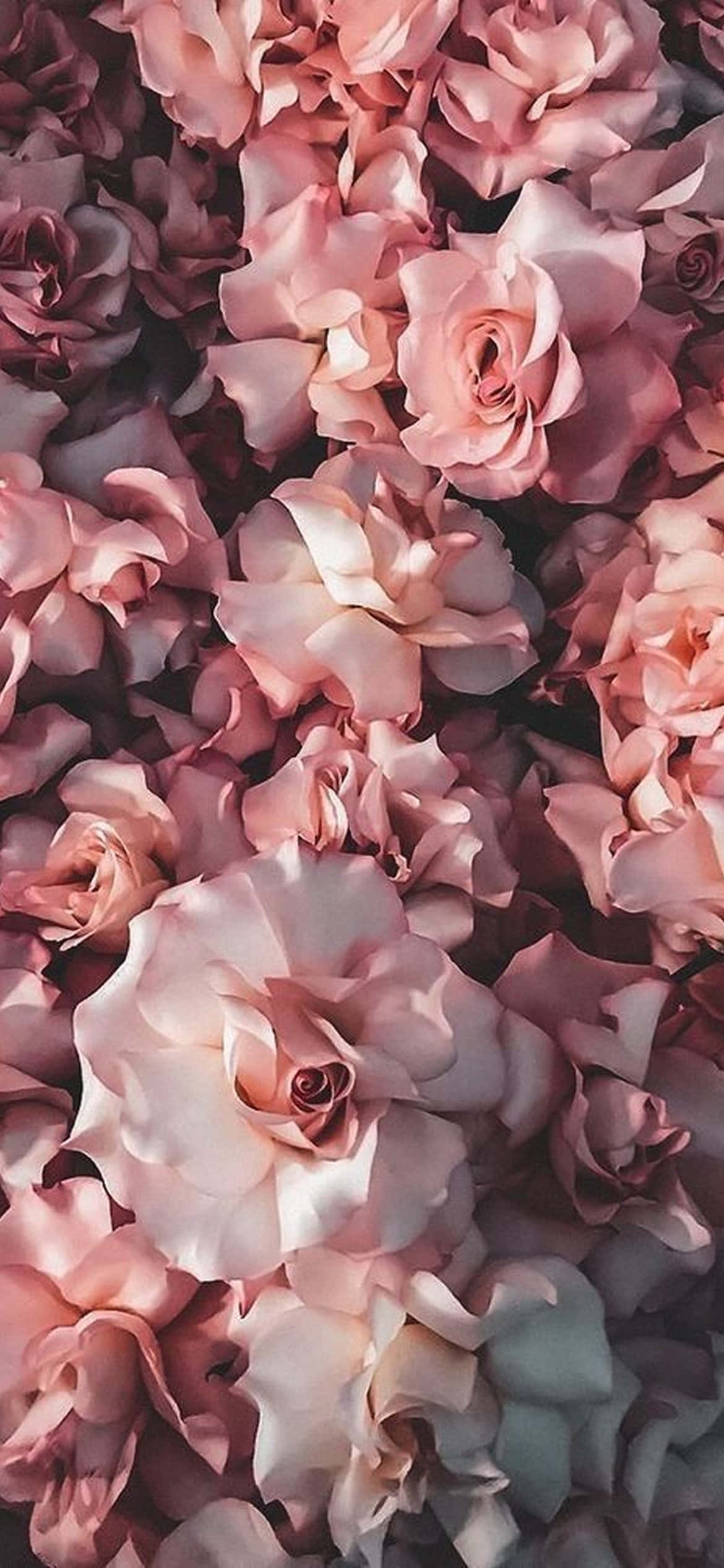精緻盛放——繽紛iPhone花朵設計 壁紙 — 一片茂密的柔粉紅玫瑰，花瓣精緻，陰影微妙，營造出浪漫的花卉質感。