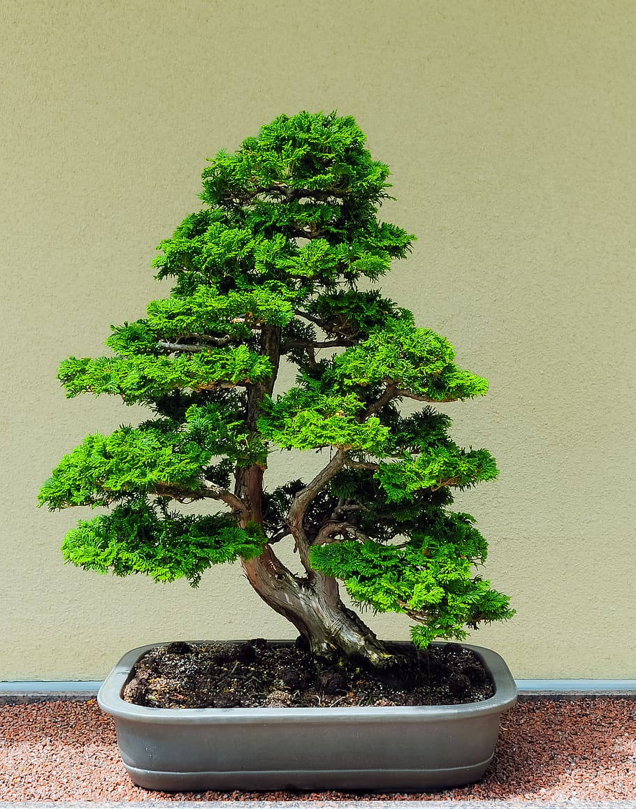 精緻直幹式微型盆景攝影 壁紙 — 一棵茂密的綠色盆景樹，樹幹彎曲，放在灰色花盆中，背景是純色米色牆壁。