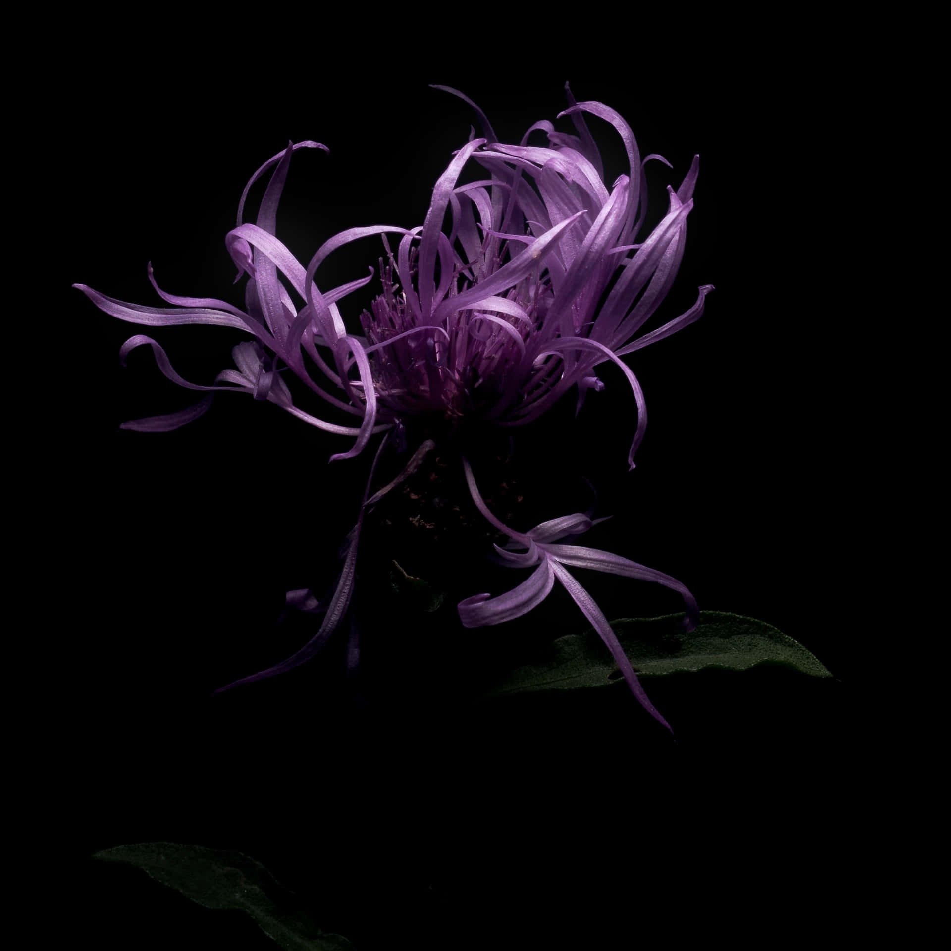 一朵紫色花朵，花瓣捲曲，襯托黑色背景。