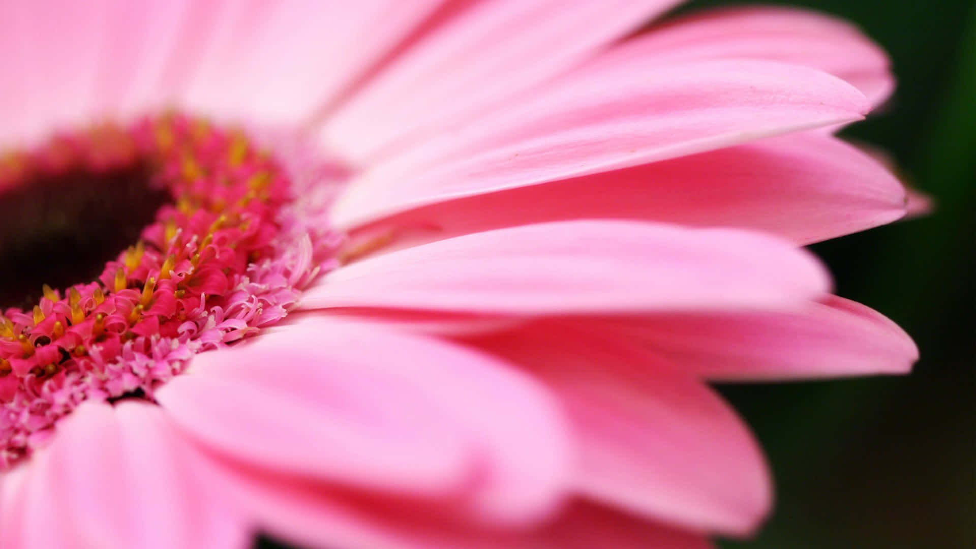 精緻美麗的雛菊 壁紙 — 一朵鮮豔的粉紅色非洲菊雛菊的特寫，花瓣柔軟，花心精緻，背景是模糊的深綠色。