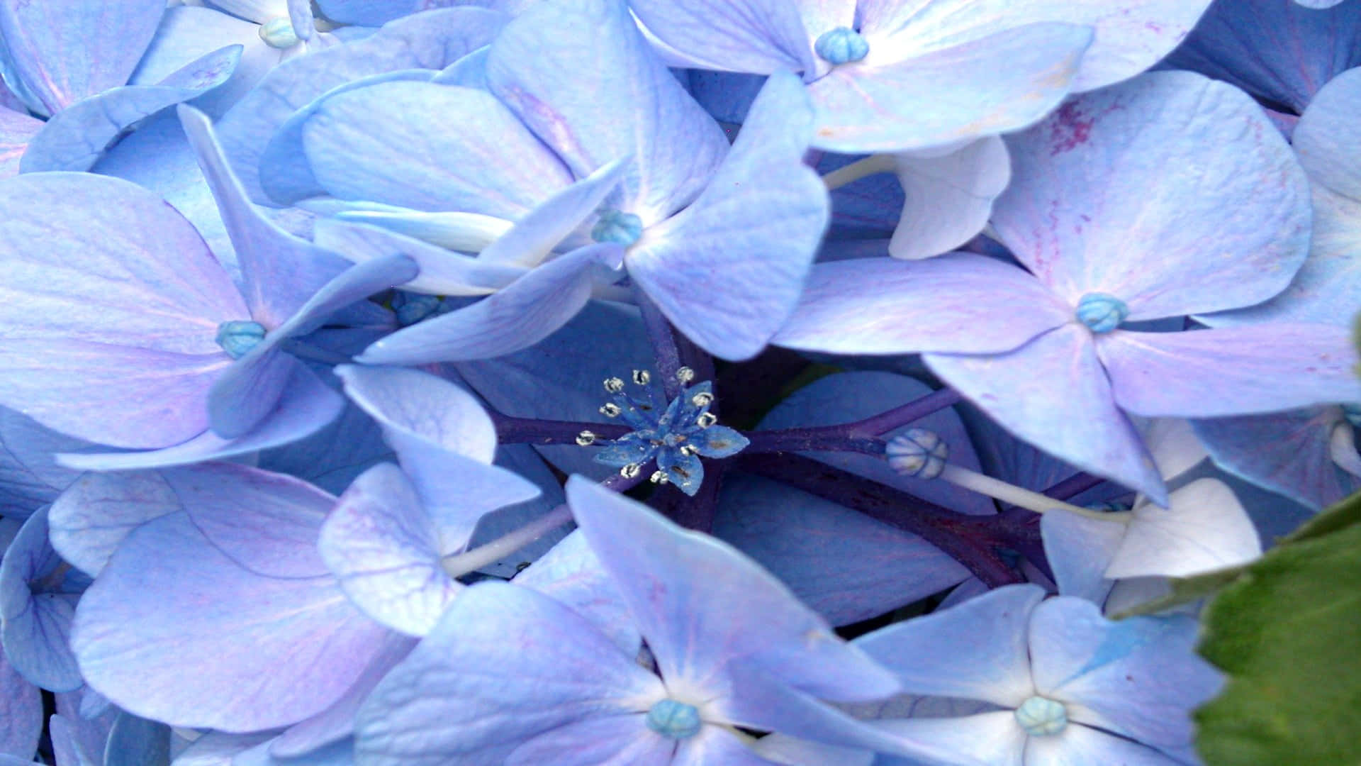 Periwinkle Blue 桌布 壁紙 — 精緻藍色繡球花的特寫，花瓣柔軟，帶有微妙的紫色調。