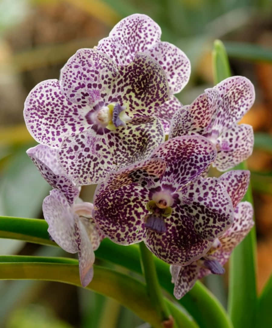 Orchid 桌布 壁紙 — 精緻蘭花近攝，紫色斑點花瓣襯托柔軟綠色葉片。