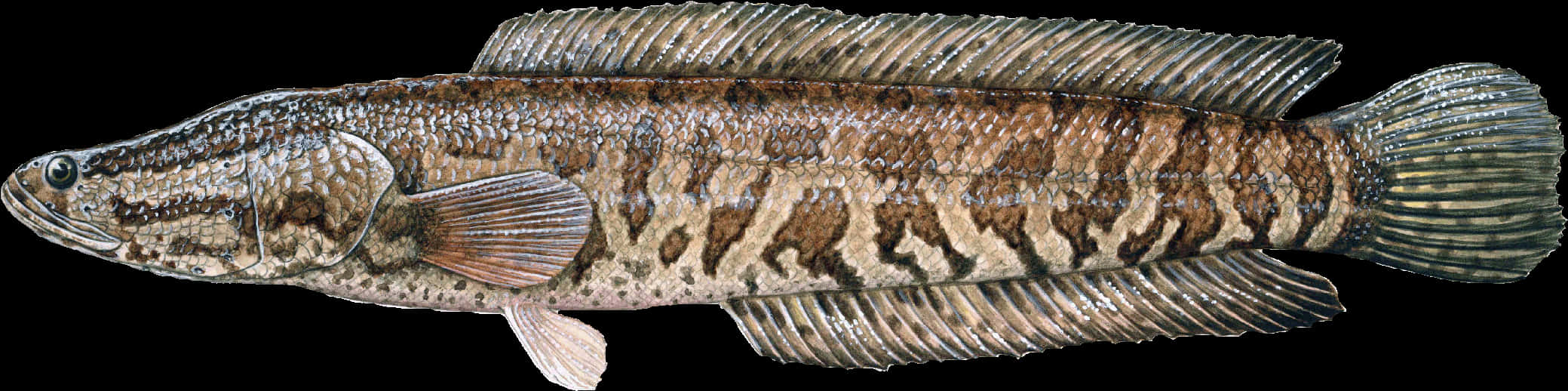 精緻蛇鰻魚插畫