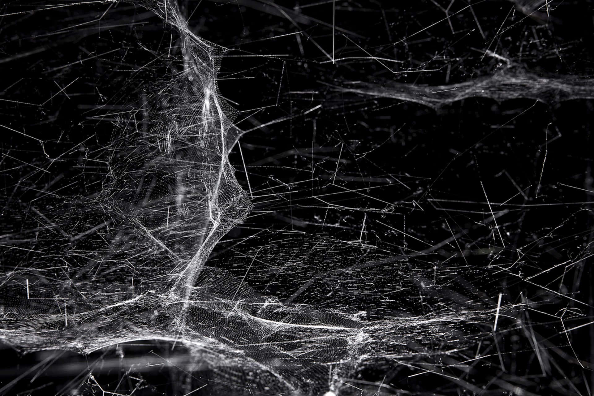 Cobwebs 桌布 壁紙 — 精緻複雜的蜘蛛網在高對比度的黑白畫面中，在漆黑的背景下閃爍著露珠。