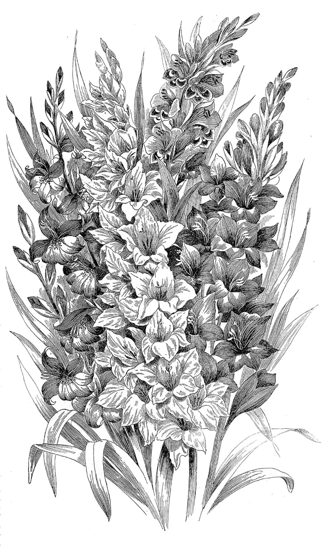 精緻黑白森林風景畫 壁紙 — 一幅詳細的黑白植物插圖，描繪了一簇密集的劍蘭花，帶有複雜的陰影和長葉。