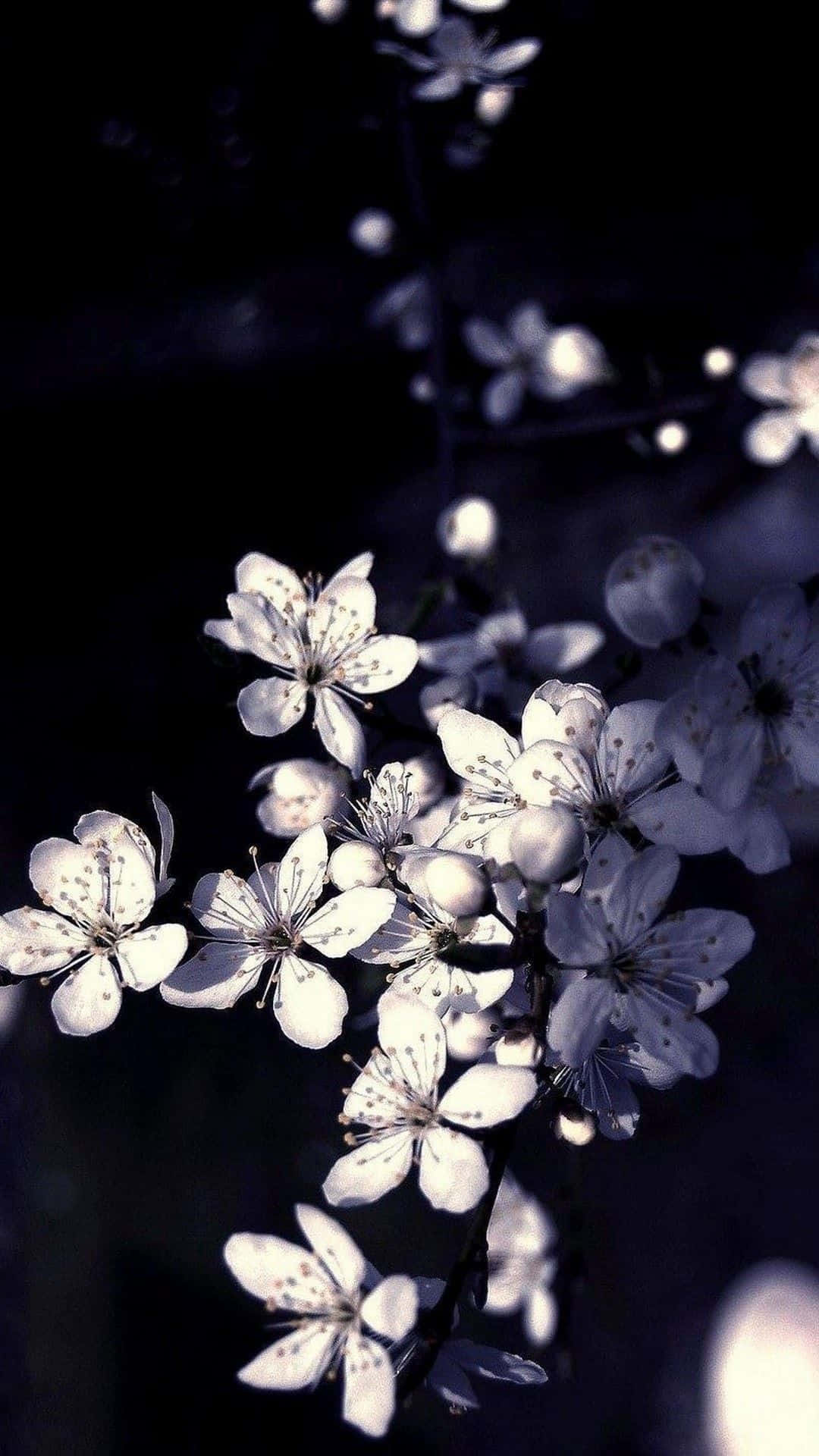 白色花朵在黑暗的夜空中柔和發光。