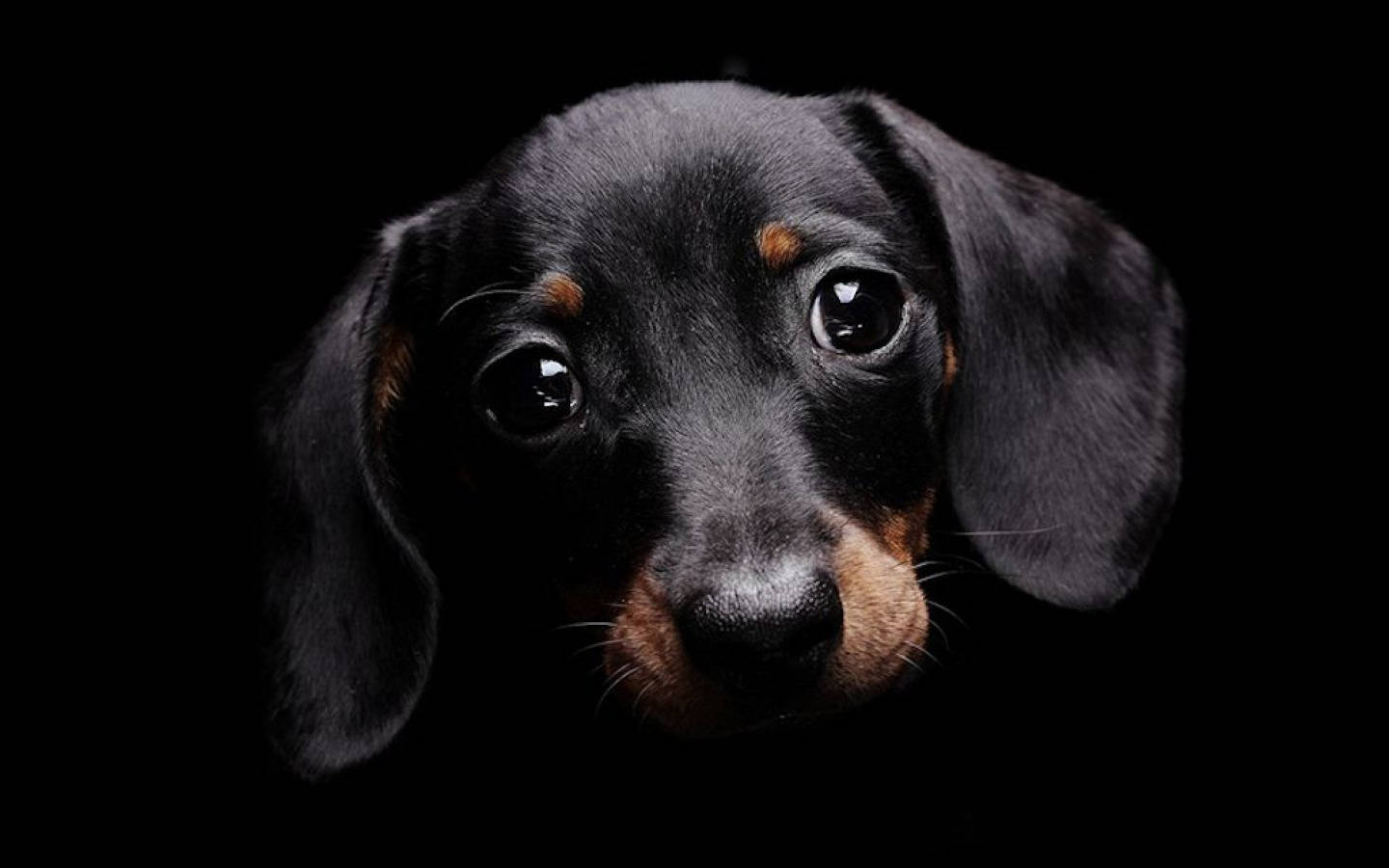 精緻黑貓近距離特寫 壁紙 — 純黑色背景上，一隻黑褐色臘腸犬幼犬的大特寫，擁有充滿靈魂的大眼睛。