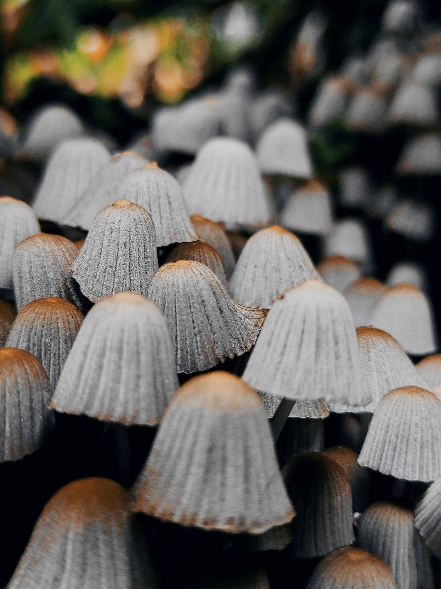 灰色和棕色蘑菇在森林中密集生長的近距離特寫。