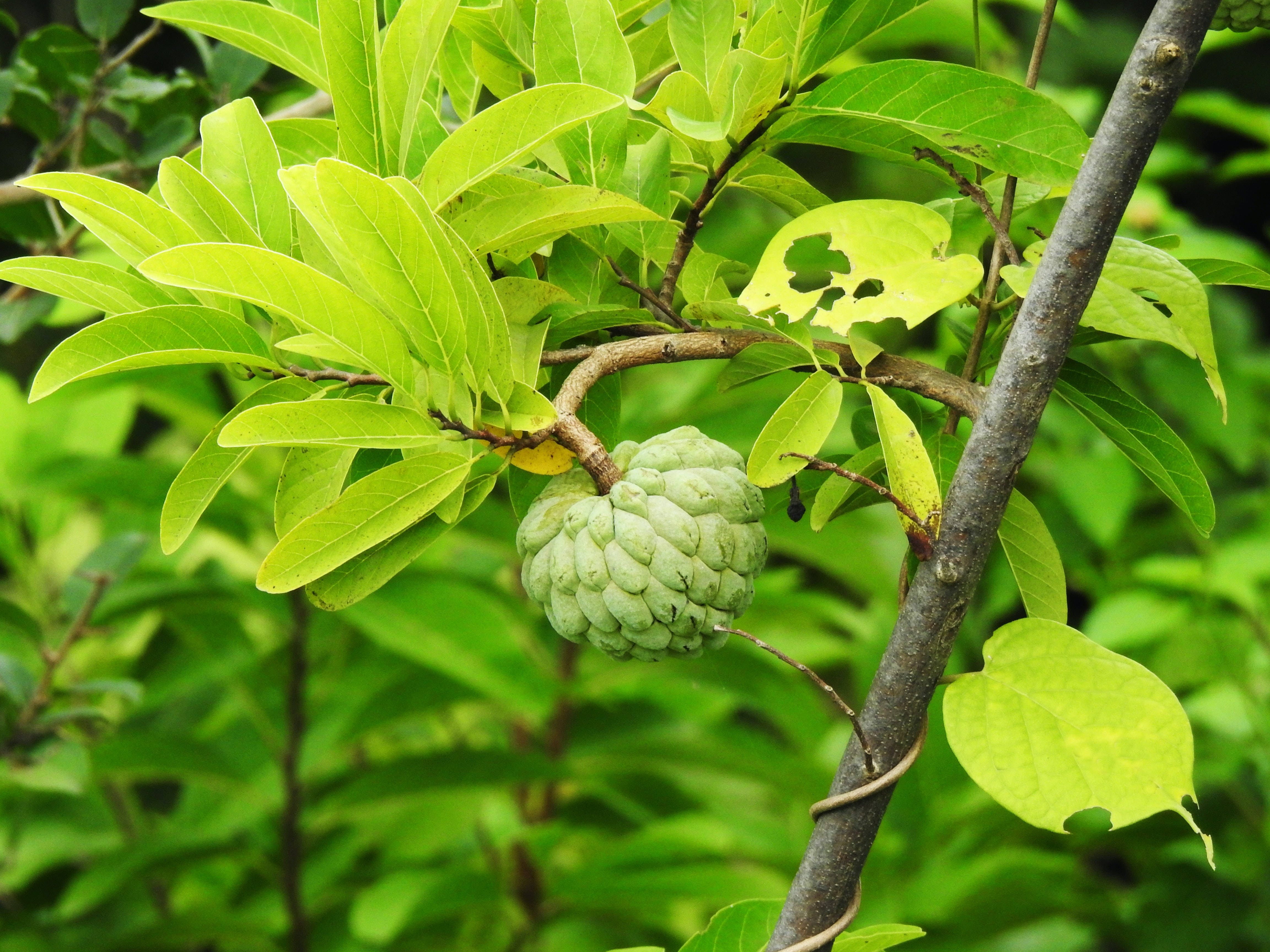 糖蘋果（Annona squamosa）掛於樹上 壁紙 — 一個綠色嘅牛油果（釋迦）掛喺茂密嘅樹枝上，周圍係充滿活力嘅葉子，喺柔和嘅自然光下。