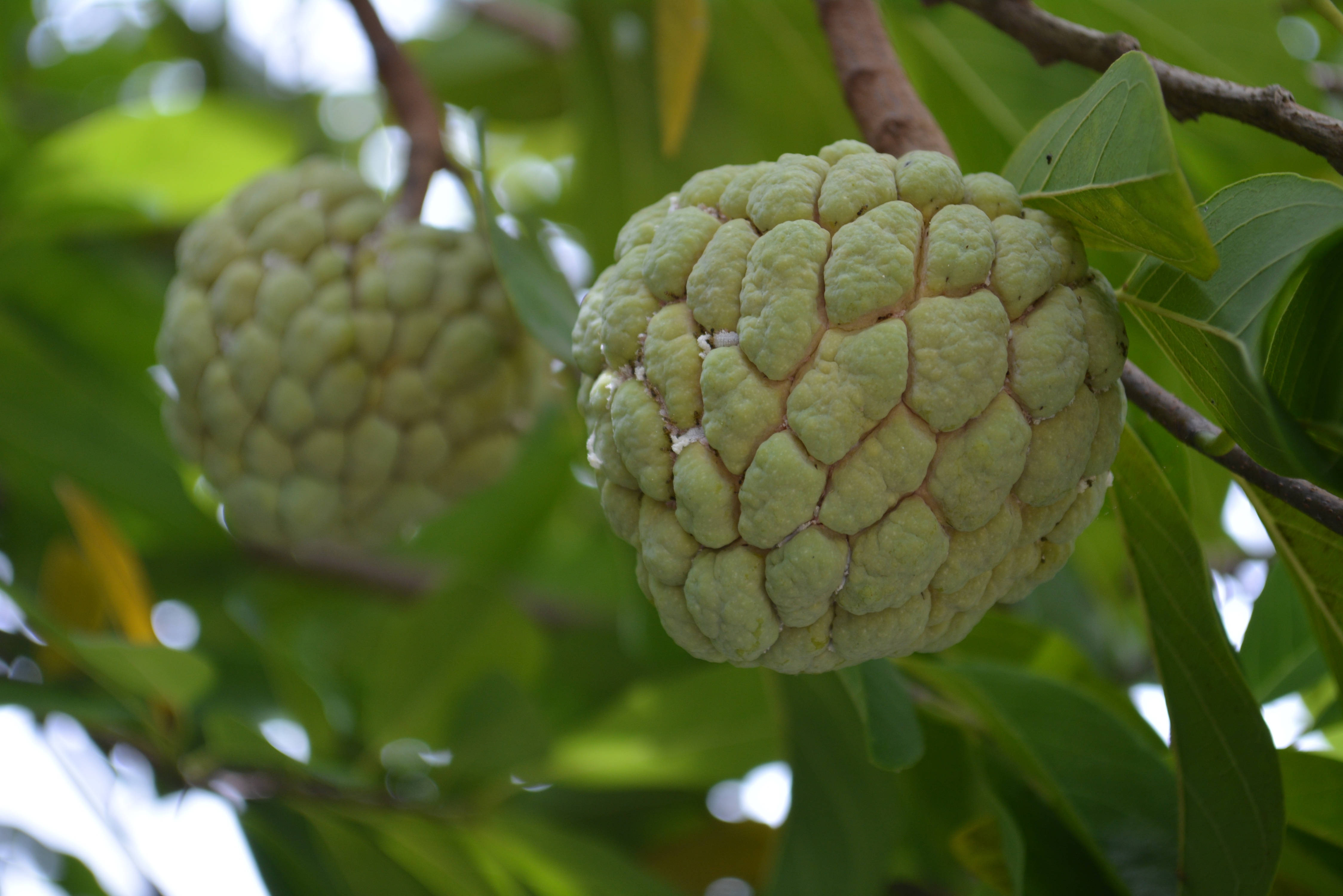 糖蘋果種類：Annona 屬 壁紙 — 兩個綠色嘅牛油果蘋果掛喺樹枝上，周圍係茂盛嘅樹葉，喺明亮嘅日光下。