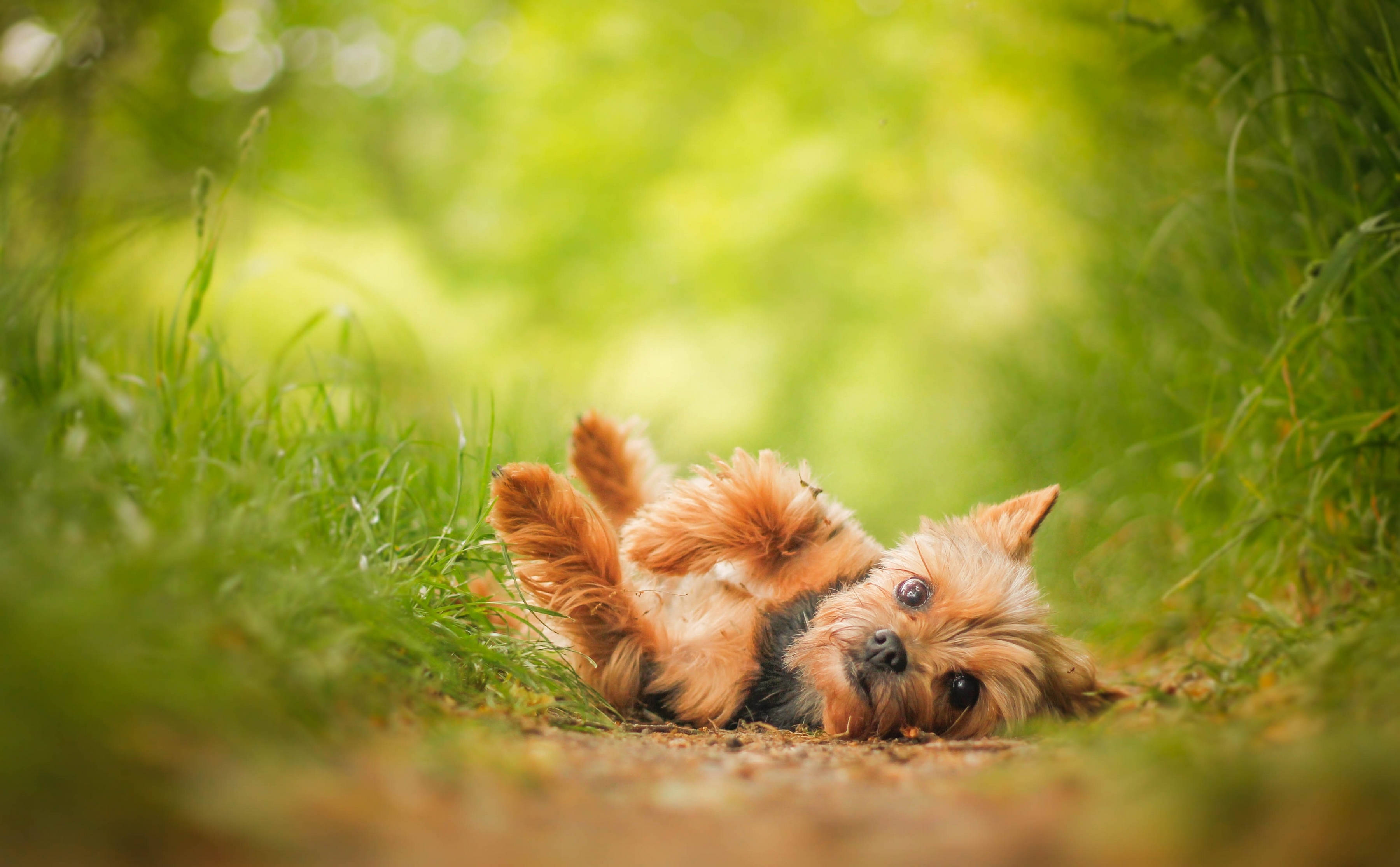約克夏幼犬仰躺凝視 壁紙 — 一隻毛茸茸的約克夏㹴仰臥在充滿活力的綠色草地上，用寬闊好奇的眼睛向上凝視。