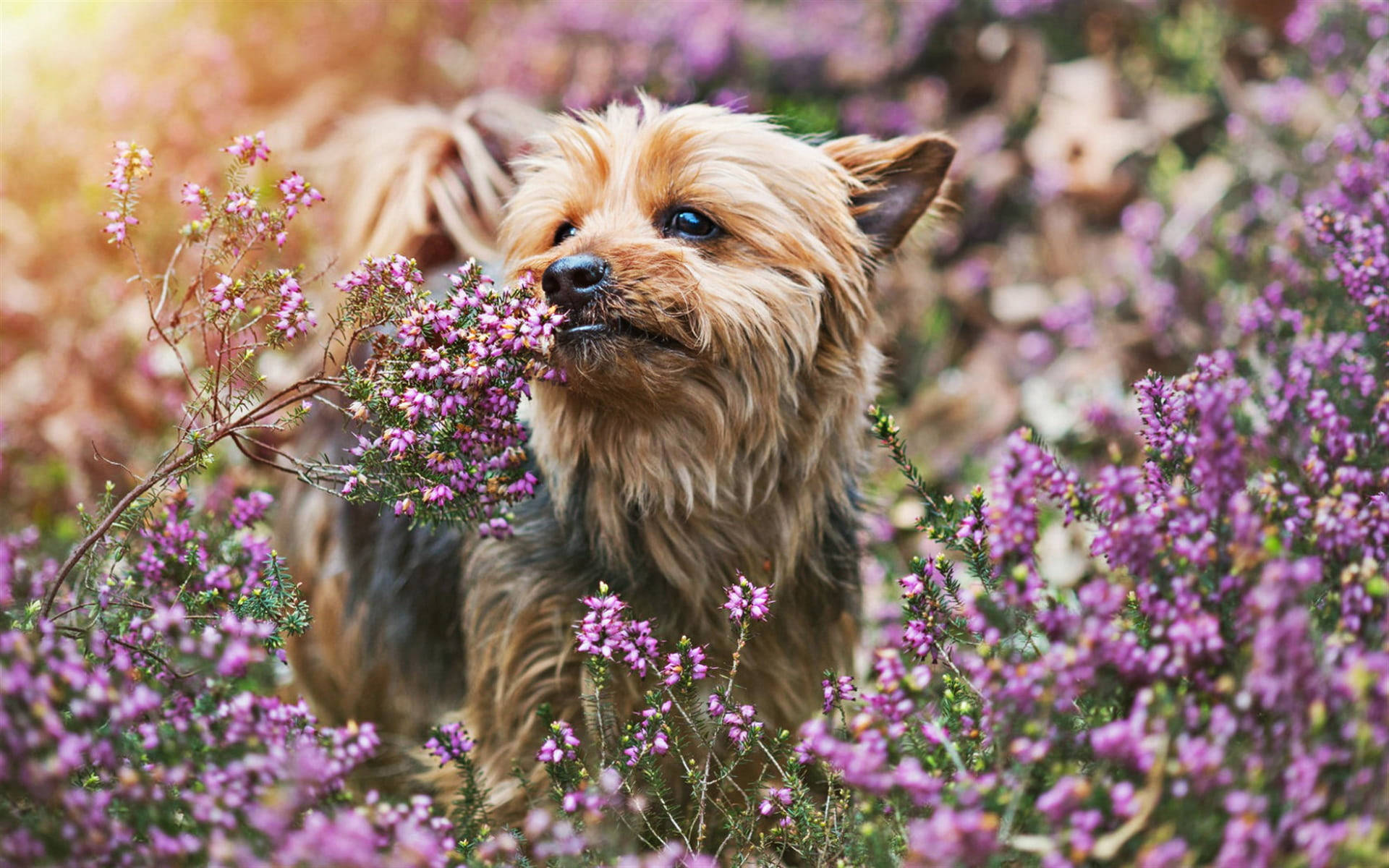 約克夏幼犬嗅聞薰衣草 壁紙 — 一隻毛茸茸的約克夏㹴幼犬依偎在陽光普照的草地上鮮豔的紫色石楠花叢中。