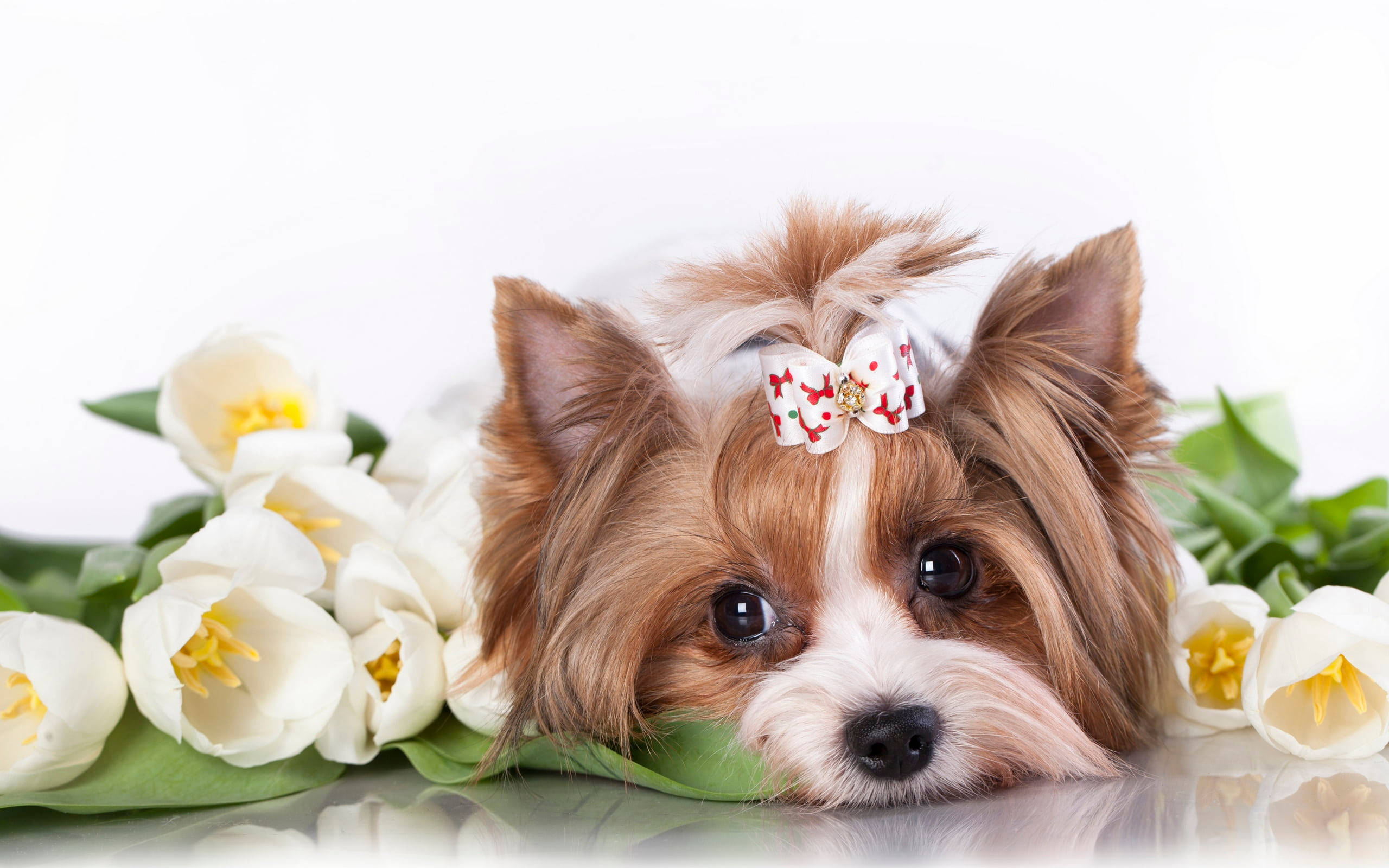 約克夏幼犬環繞鬱金香 壁紙 — 一隻可愛的約克夏㹴戴著花卉蝴蝶結，在白色鬱金香中的反光表面上休息。