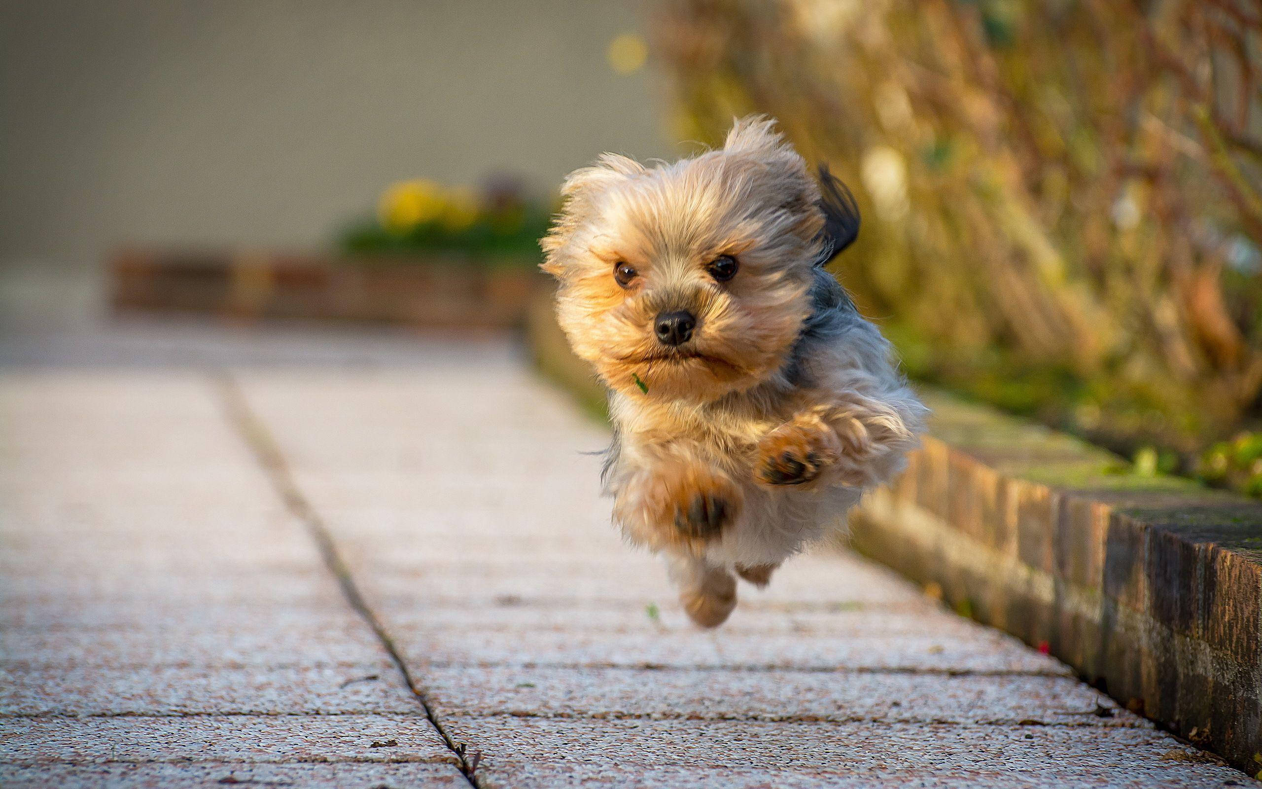 約克夏幼犬空中奔跑 壁紙 — 一隻毛茸茸的約克夏㹴幼犬在陽光明媚的石徑上躍起，背景是模糊的秋葉。