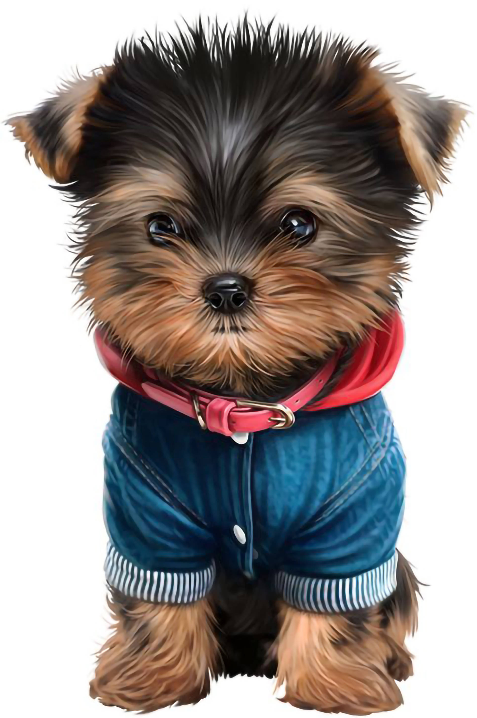 約克夏幼犬穿牛仔波衫 壁紙 — 一隻可愛的約克夏㹴幼犬穿著牛仔工人褲和紅色項圈，用大大的、富有表情的眼睛直視觀眾。