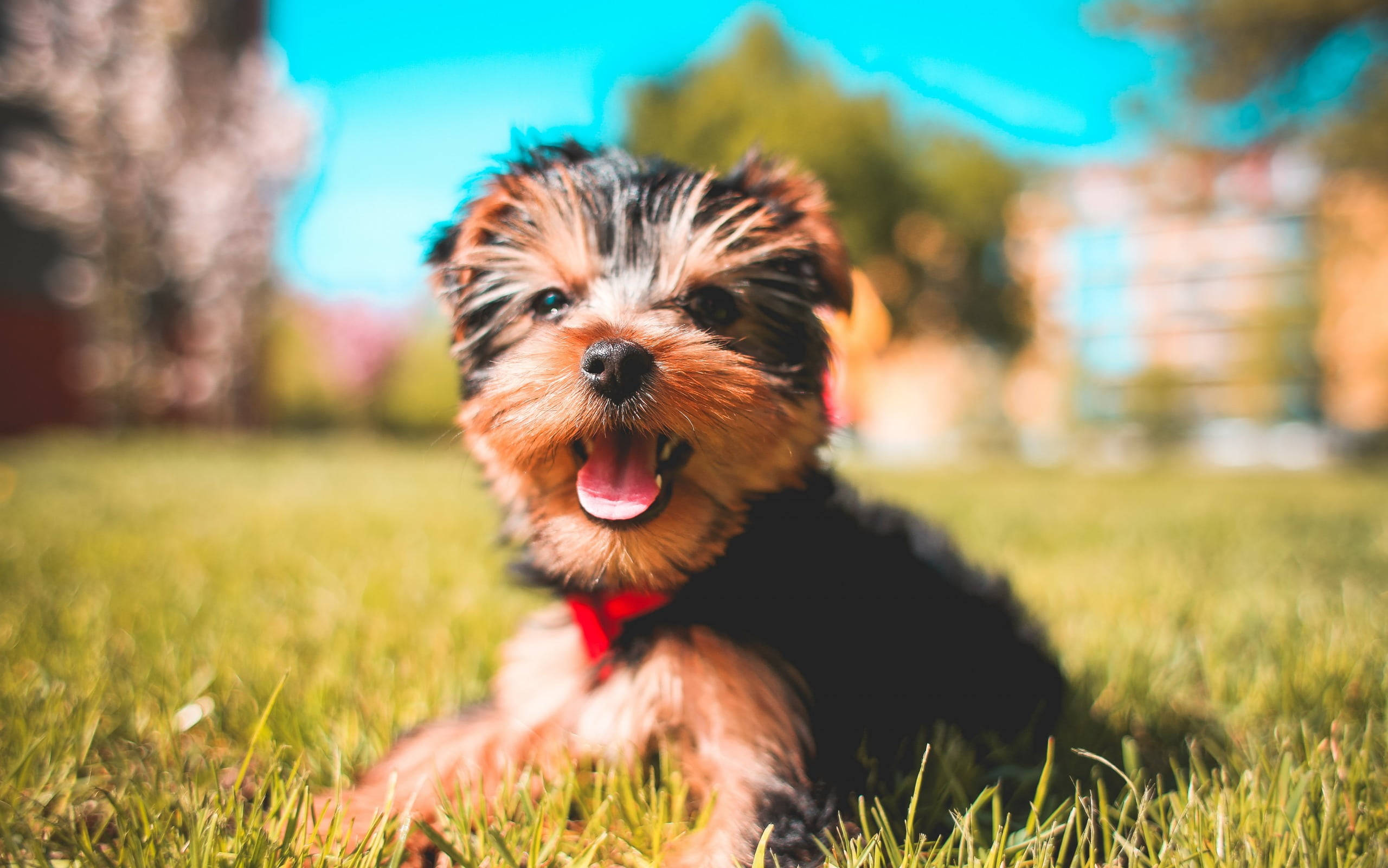 約克夏幼犬陽光笑容 壁紙 — 一隻快樂的約克夏㹴幼犬戴着紅色項圈，坐在明亮的藍天下鮮綠色的草地上。