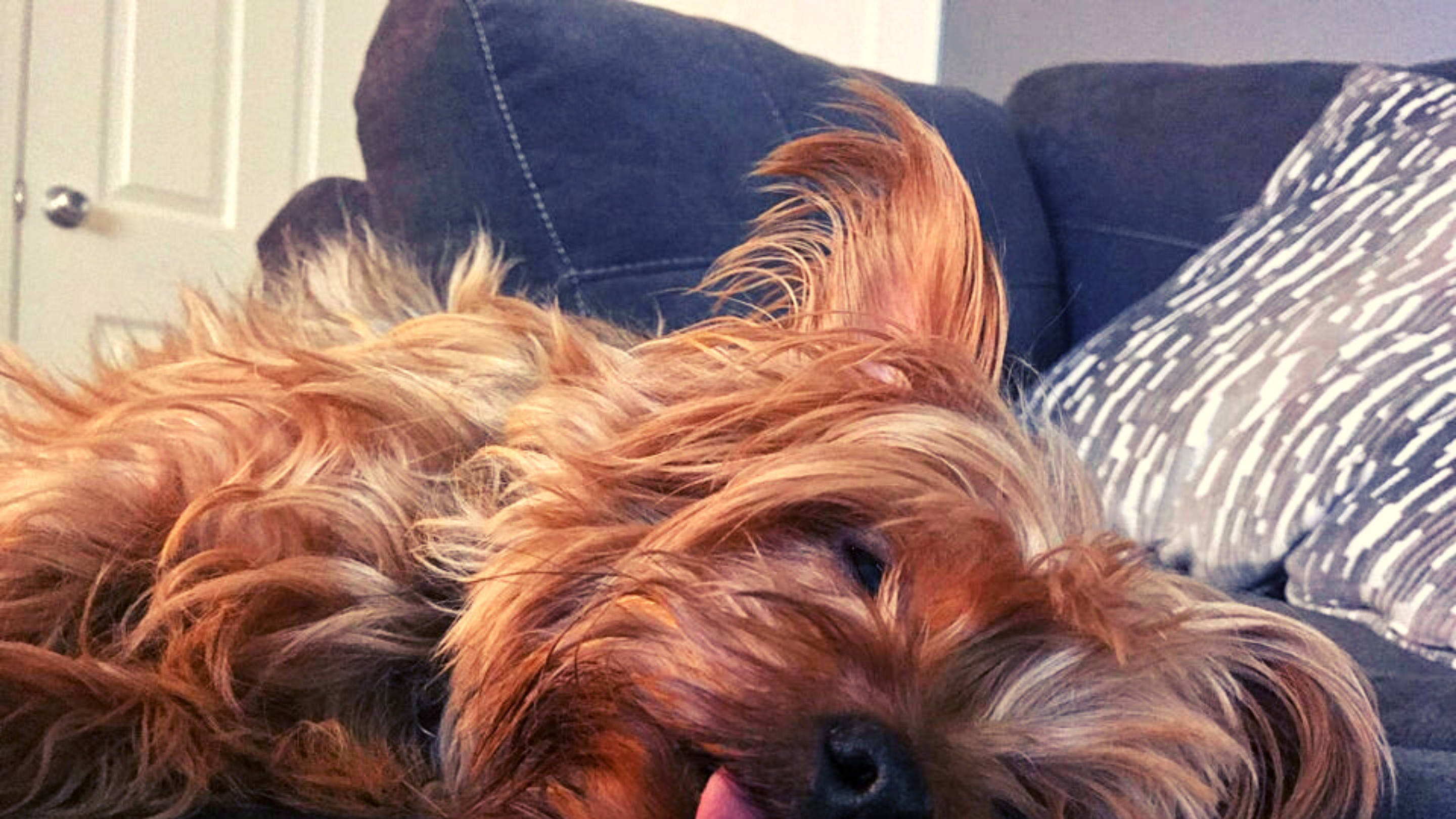 約克夏犬 睡覺攝影 壁紙 — 一隻毛茸茸的金色狗在深藍色梳化上安詳地睡覺，旁邊有一個圖案枕頭。