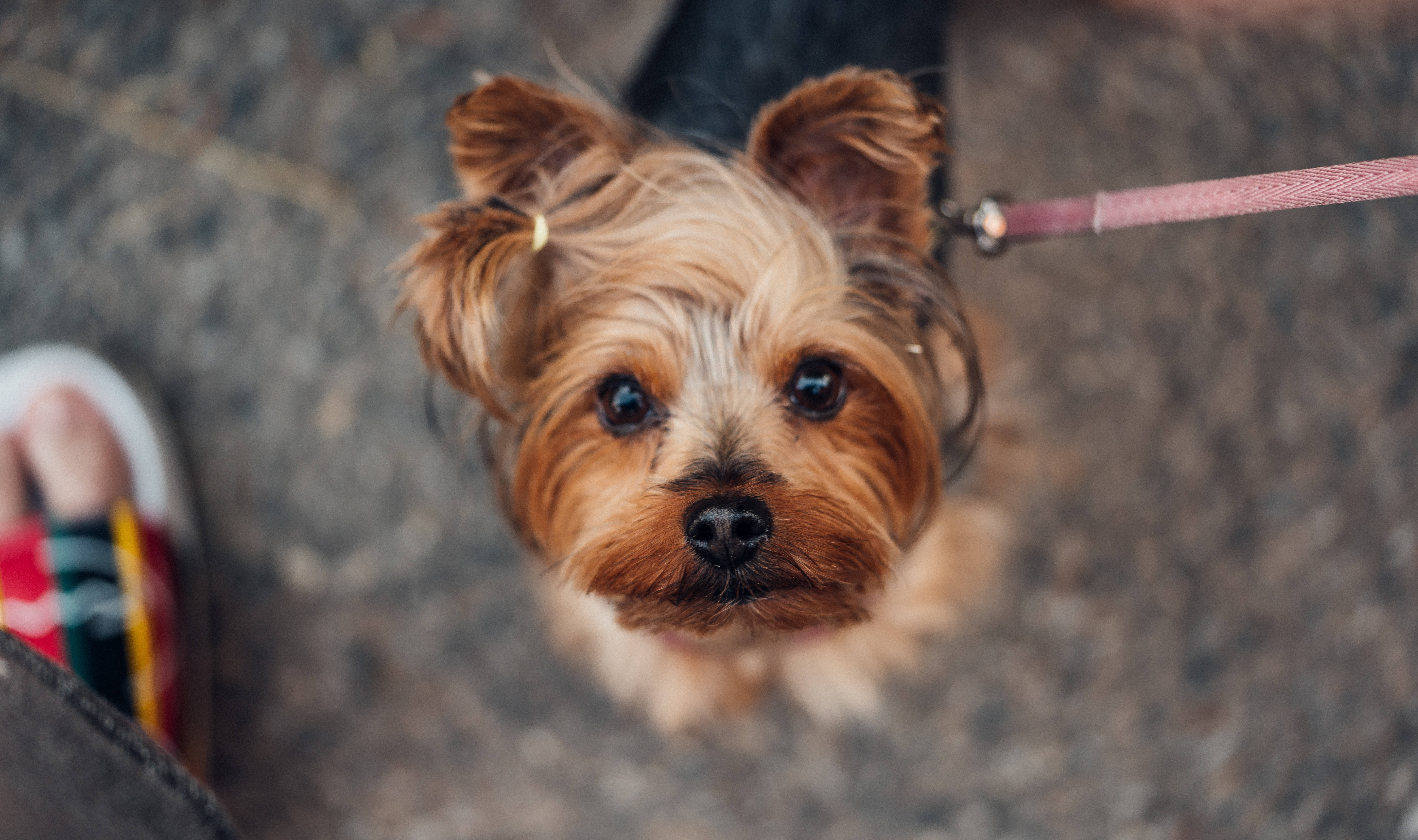 約克夏犬幼犬可愛電腦壁紙 壁紙 — 一隻細小的約克夏㹴，擁有蓬鬆的棕褐色毛髮和一雙黑色大眼睛，在牽繩上從低角度好奇地向上看。