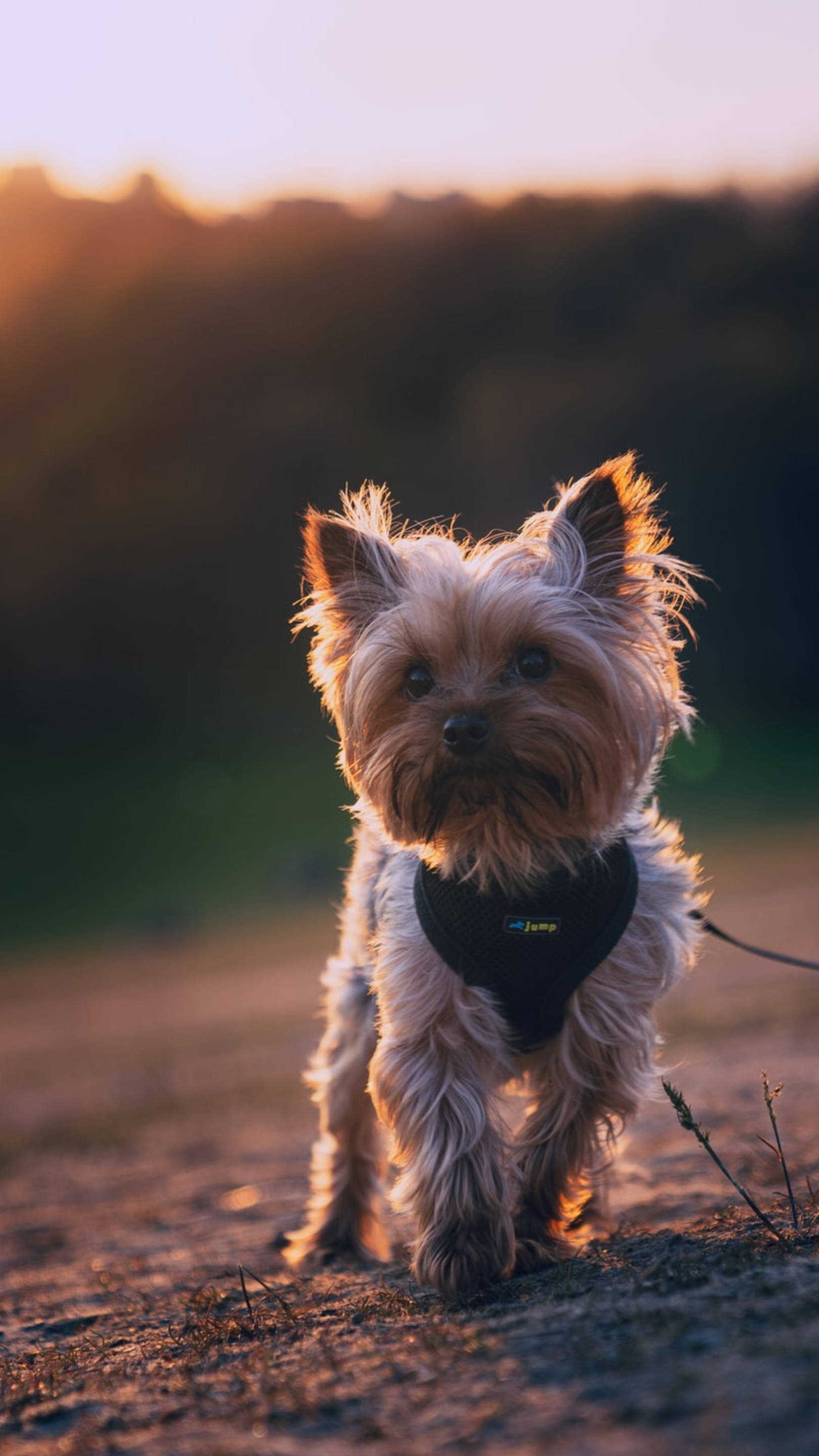 約克夏犬日落攝影 壁紙 — 一隻毛茸茸的約克夏㹴在黃金時段走向鏡頭，帶有溫暖的背光和柔和的散景背景。