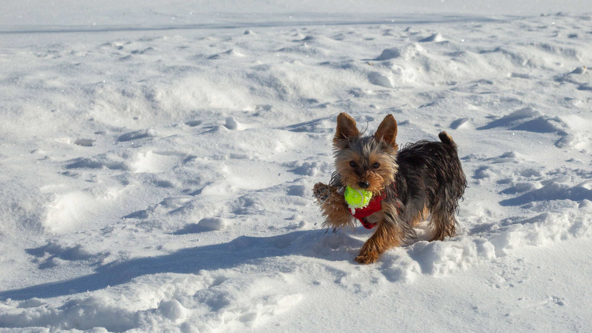 約克夏犬雪中玩耍 壁紙 — 一隻細小的約克夏㹴在陽光明媚的冬日裡，嘴裡叼著一個亮綠色的網球，在厚厚的雪中奔跑。