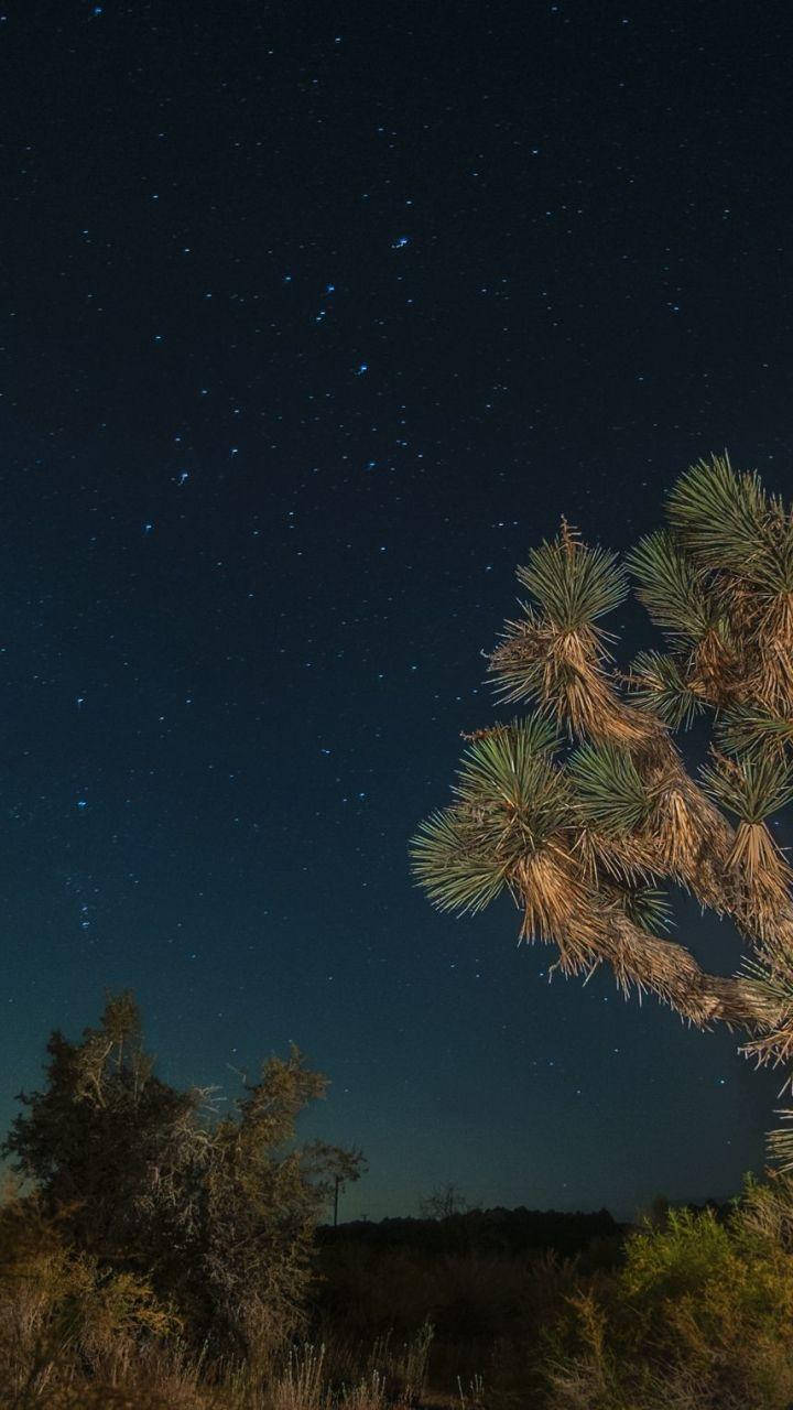 星空沙漠之夜，約書亞樹剪影映襯深靛藍色天空