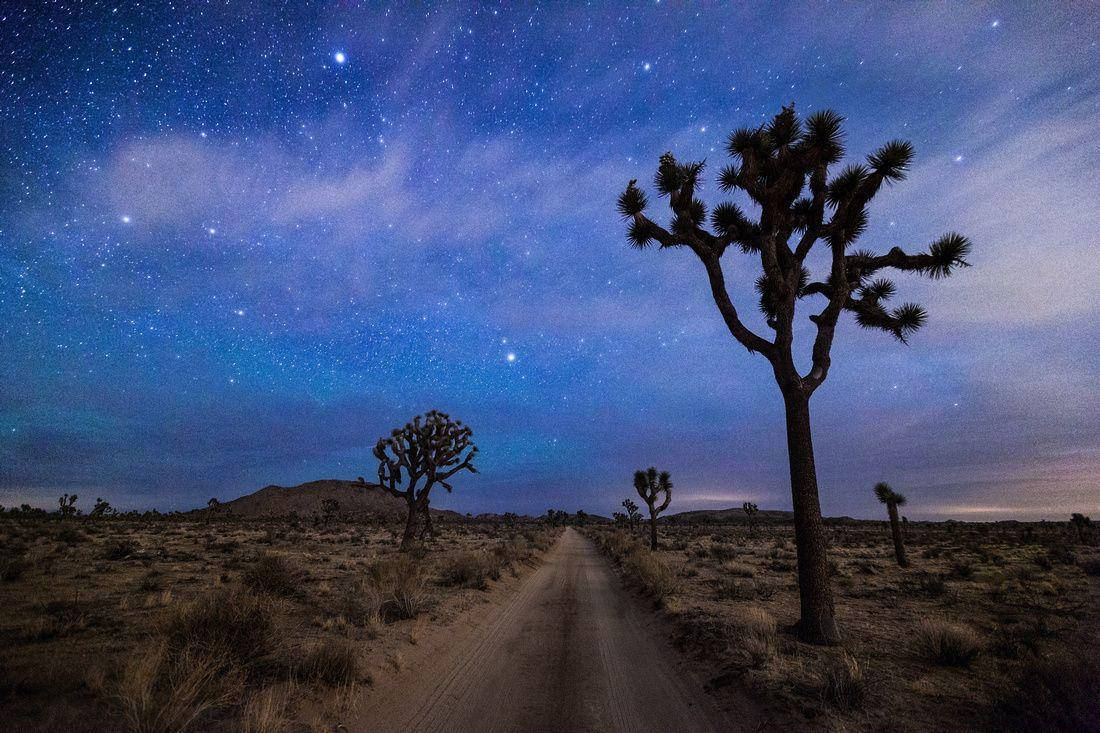 星空下的沙漠道路，約書亞樹在暮色中形成剪影。