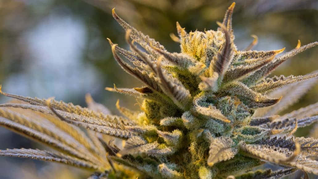 霜覆蓋的大麻花蕾特寫，帶有詳細的毛狀體和鋸齒狀葉子。