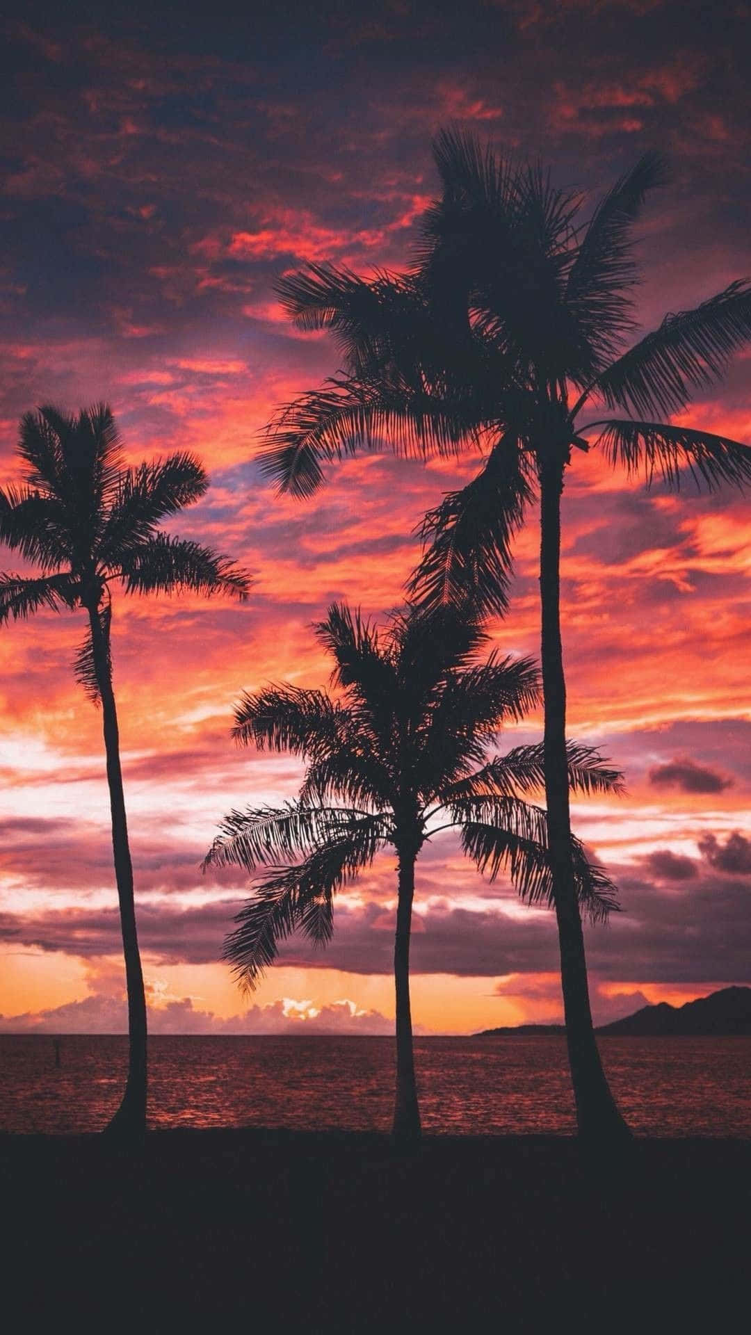 棕櫚樹剪影映襯著海洋上充滿活力的日落。