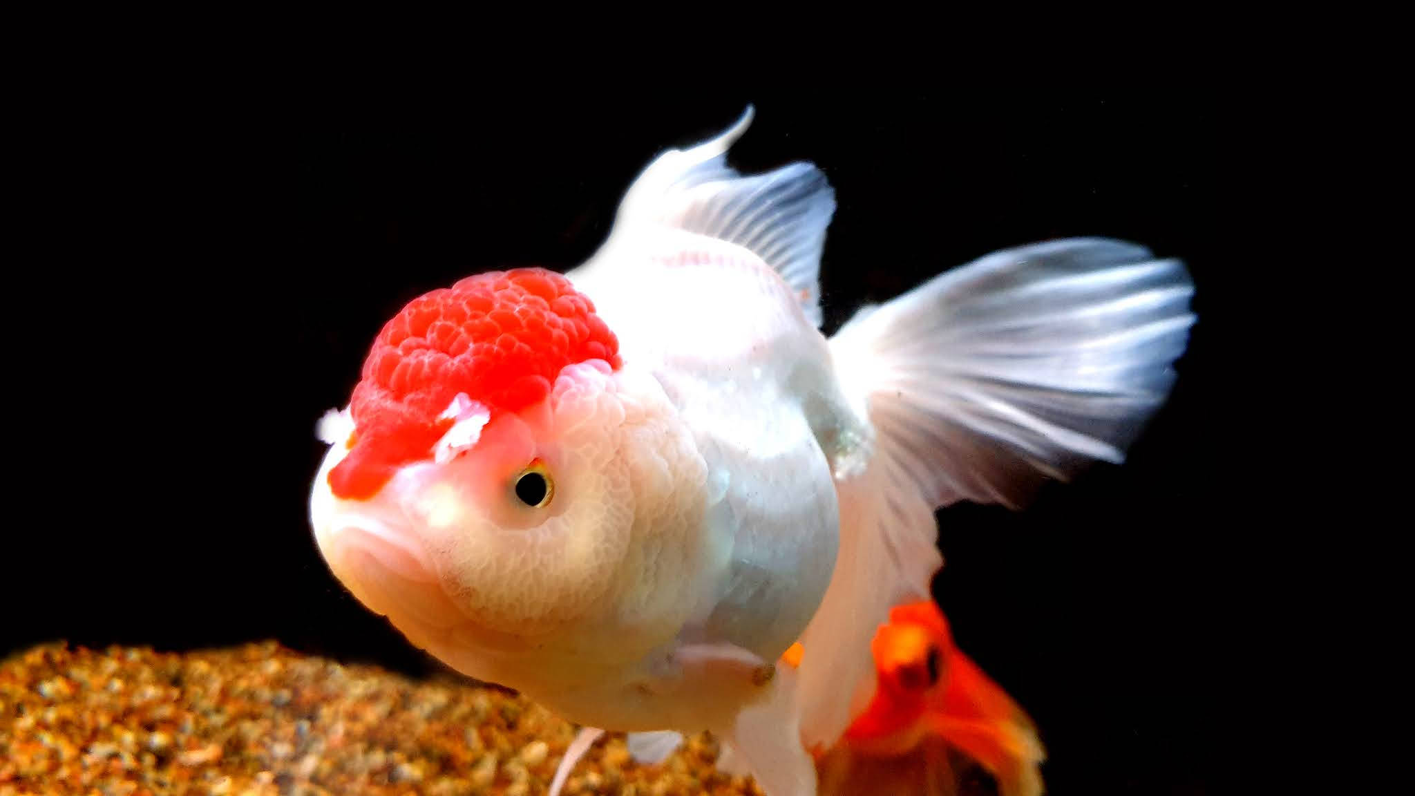 紅帽鰭鯉金魚 壁紙 — 一特寫鏡頭，展示一條白色和紅色相間的華麗金魚，擁有流暢的魚鰭，在黑色背景的碎石上方游動。