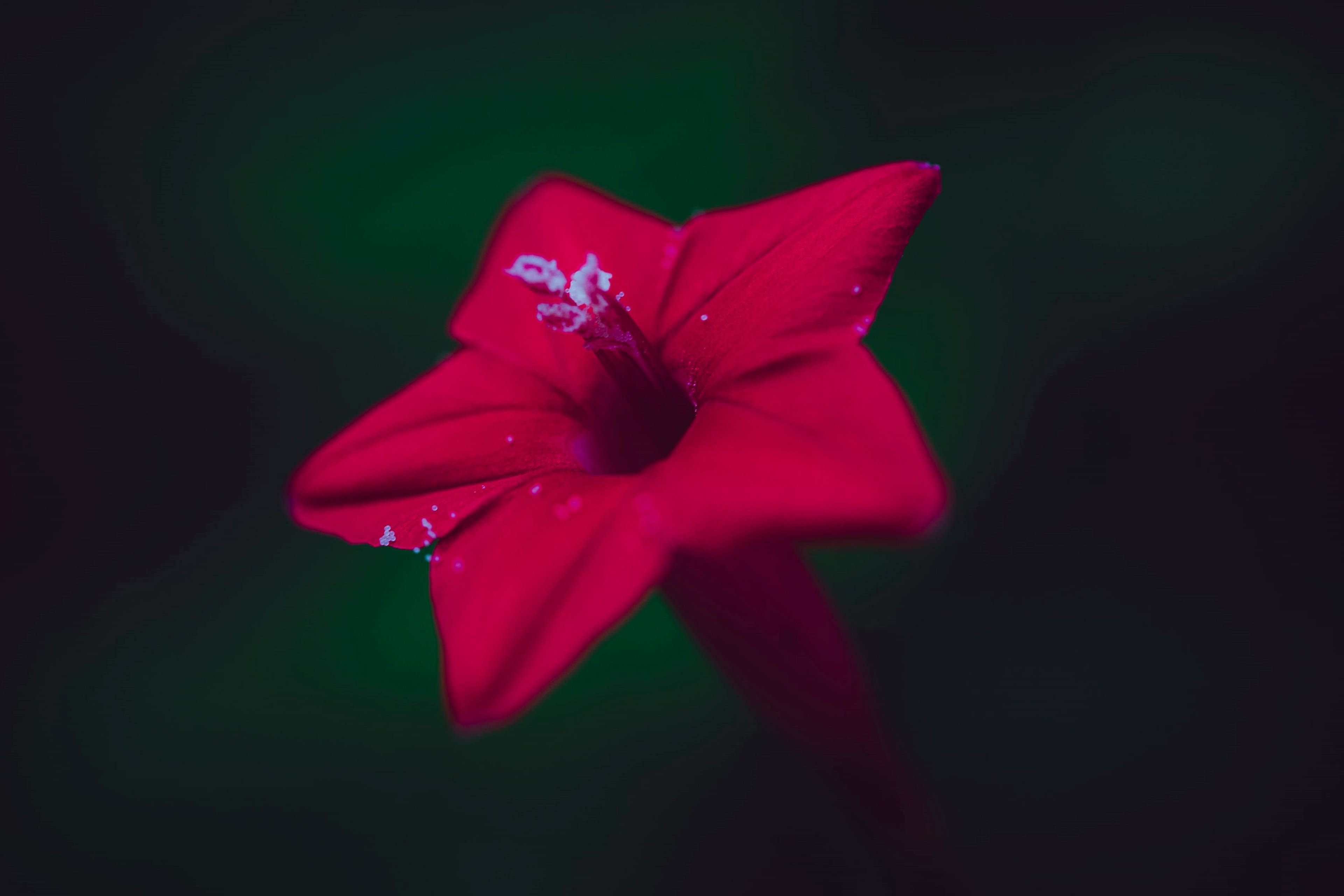 紅星狀花朵 壁紙 — 一朵鮮紅色的花帶有白色斑點，在深綠色漸變背景上綻放。