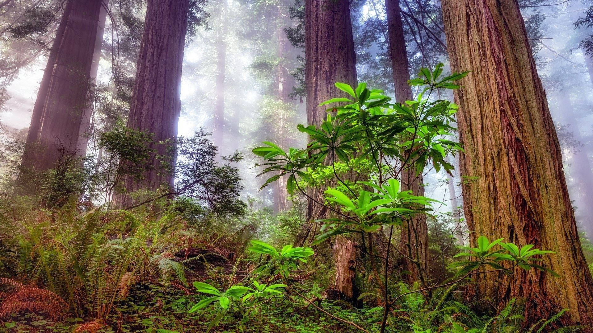 霧氣森林中高聳的紅杉樹和茂密的綠色蕨類植物。