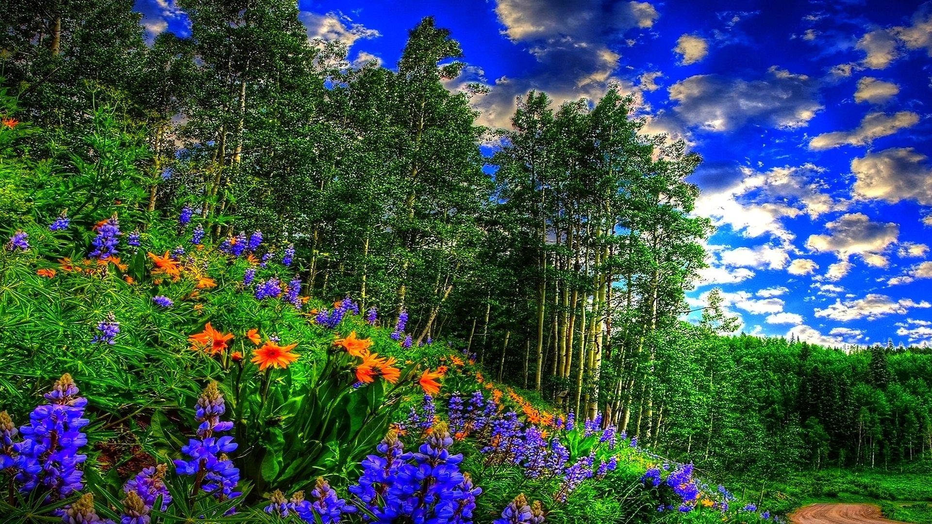 在明亮的藍天白雲下，森林山坡上色彩繽紛的野花。