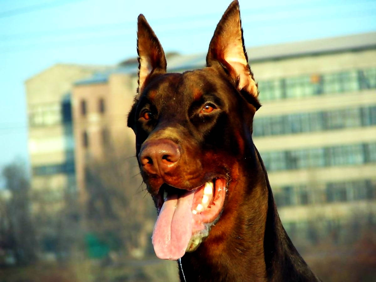 黑色杜賓犬在明亮的陽光下，靠近建築物，開心地喘氣。