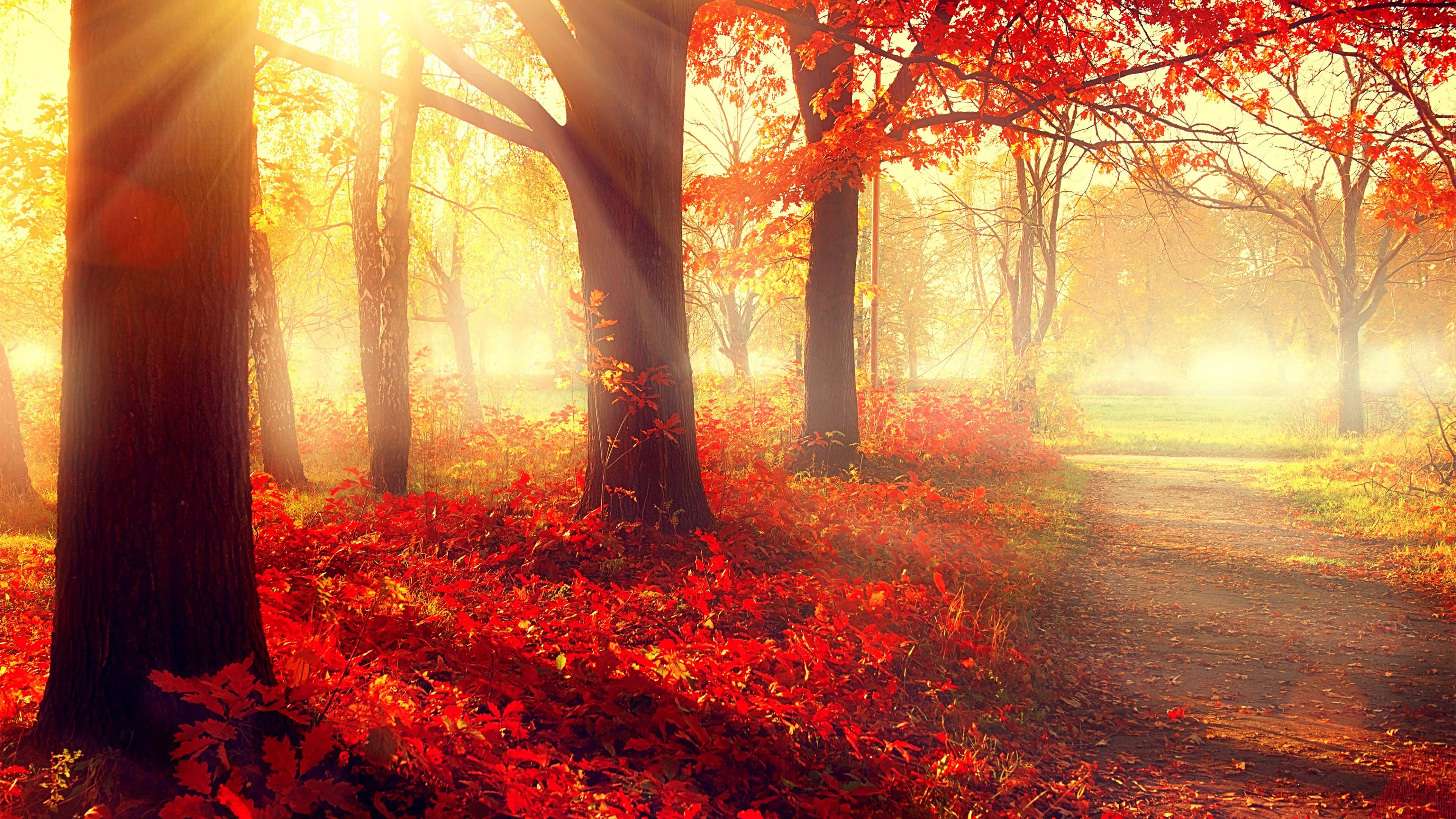 紅楓樹秋日風景 壁紙 — 陽光穿過秋樹，將金色光線灑在鋪滿鮮豔紅葉的霧氣森林小徑上。