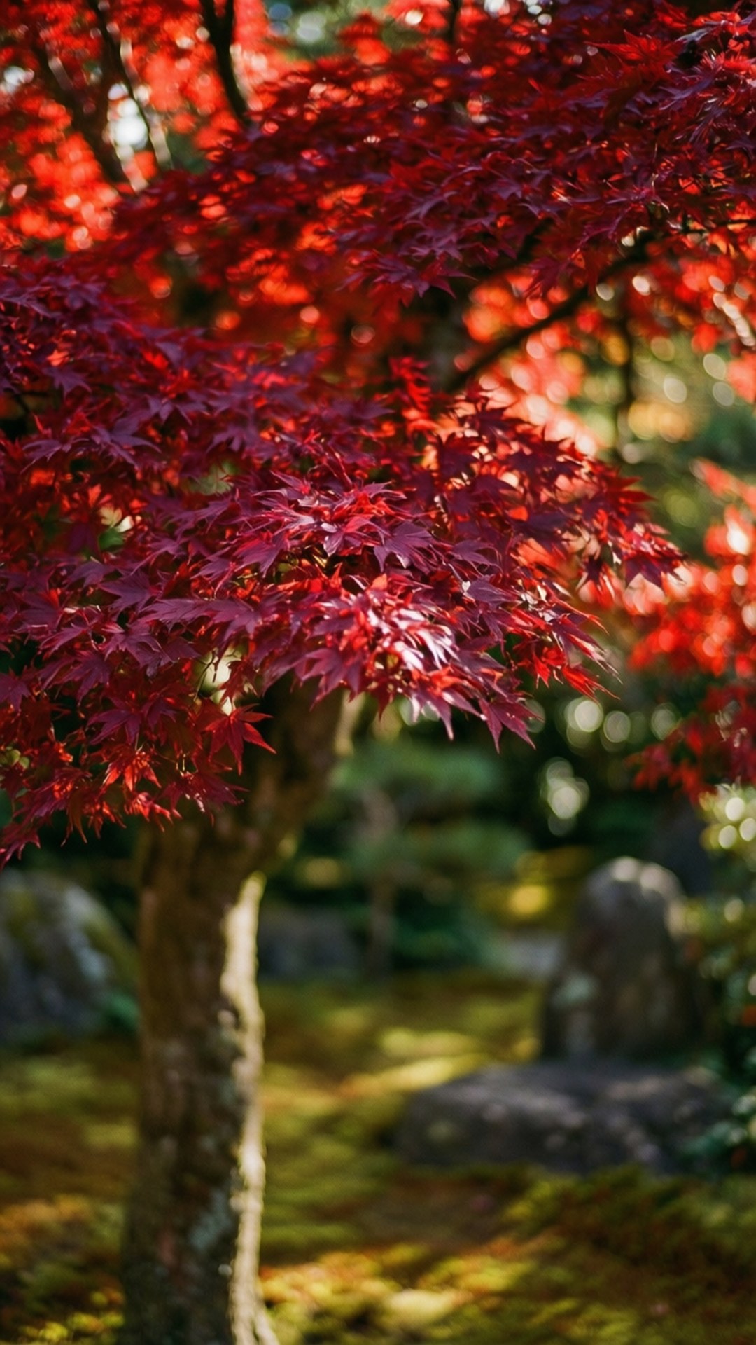 紅楓特寫 壁紙