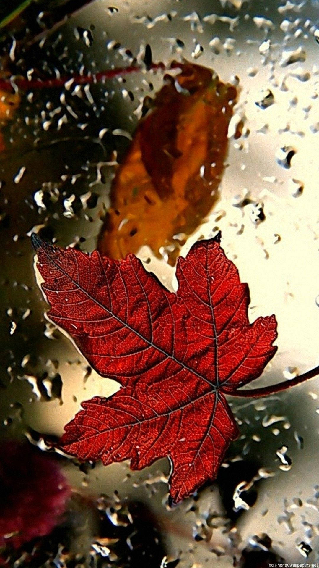 紅楓葉秋日 iPhone 壁紙 — 一片鮮紅的楓葉落在佈滿雨點的窗上，背景中有一片模糊的秋葉。
