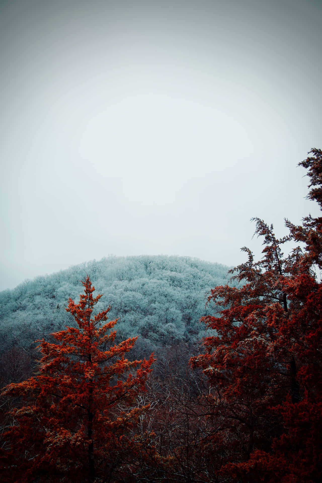 前景的紅樹與背景中結霜的山，在陰天之下。