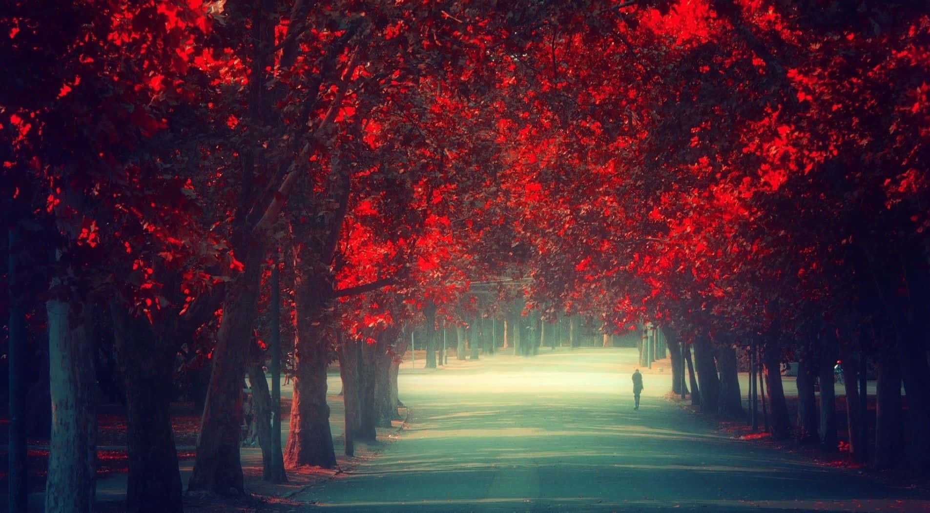 一個孤獨的人穿過霧氣瀰漫的公園中紅色秋樹形成的隧道。