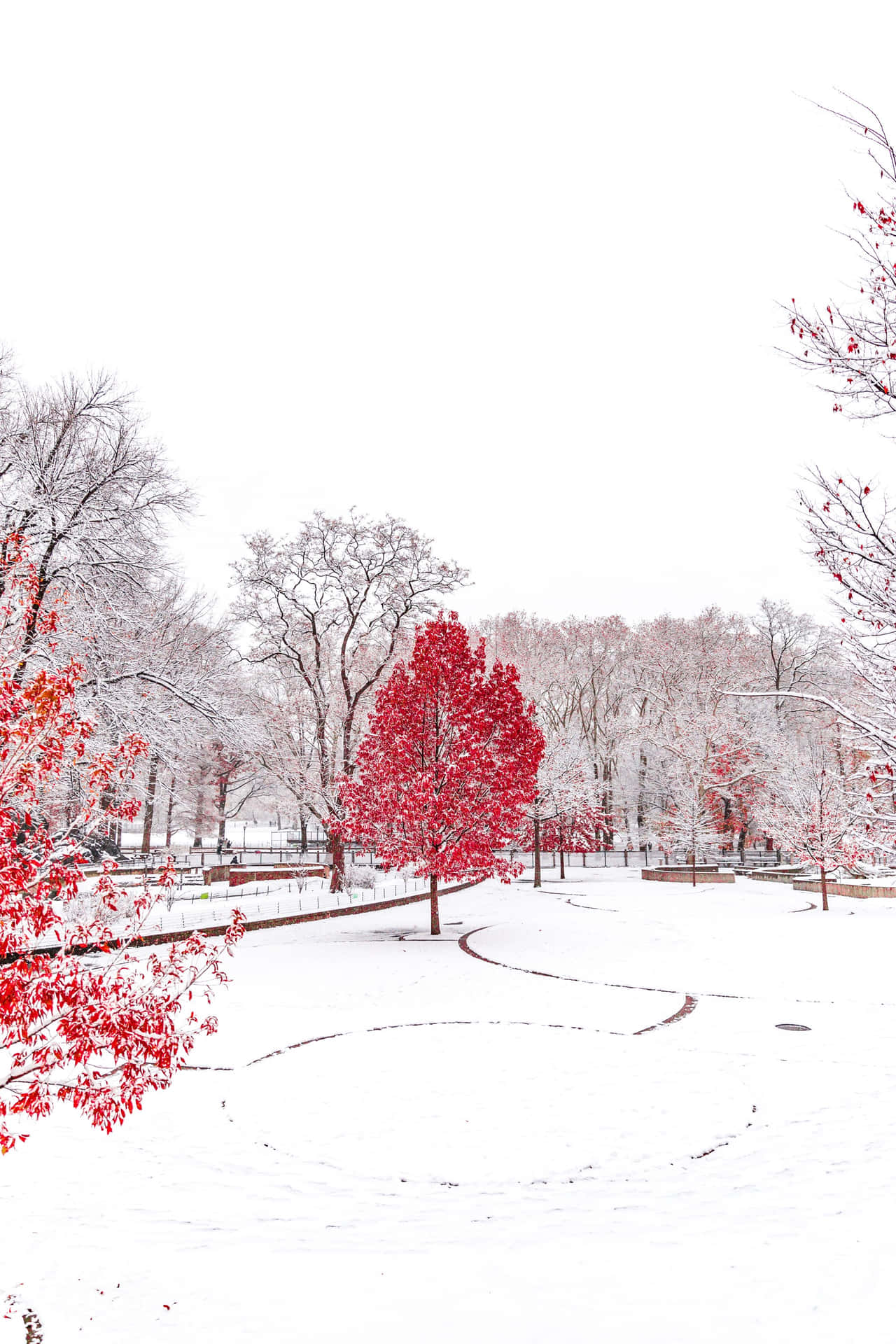 白雪覆蓋的公園，紅色樹木在白雪和灰色天空下格外突出。