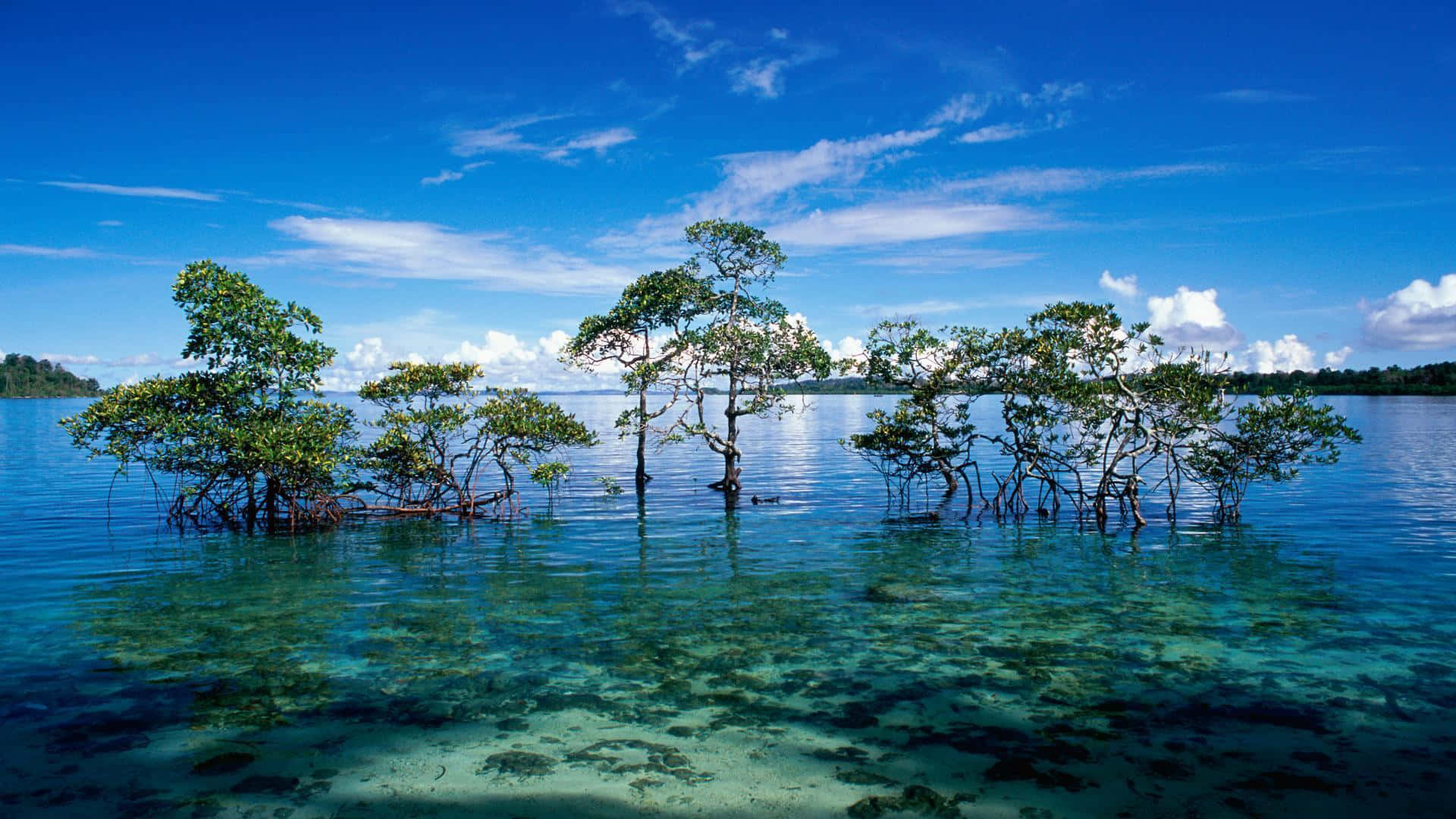 Cool Nature 桌布 壁紙 — 紅樹林樹木優雅地矗立在清澈碧綠的海水中，上方是湛藍的天空，點綴著幾朵白雲。
