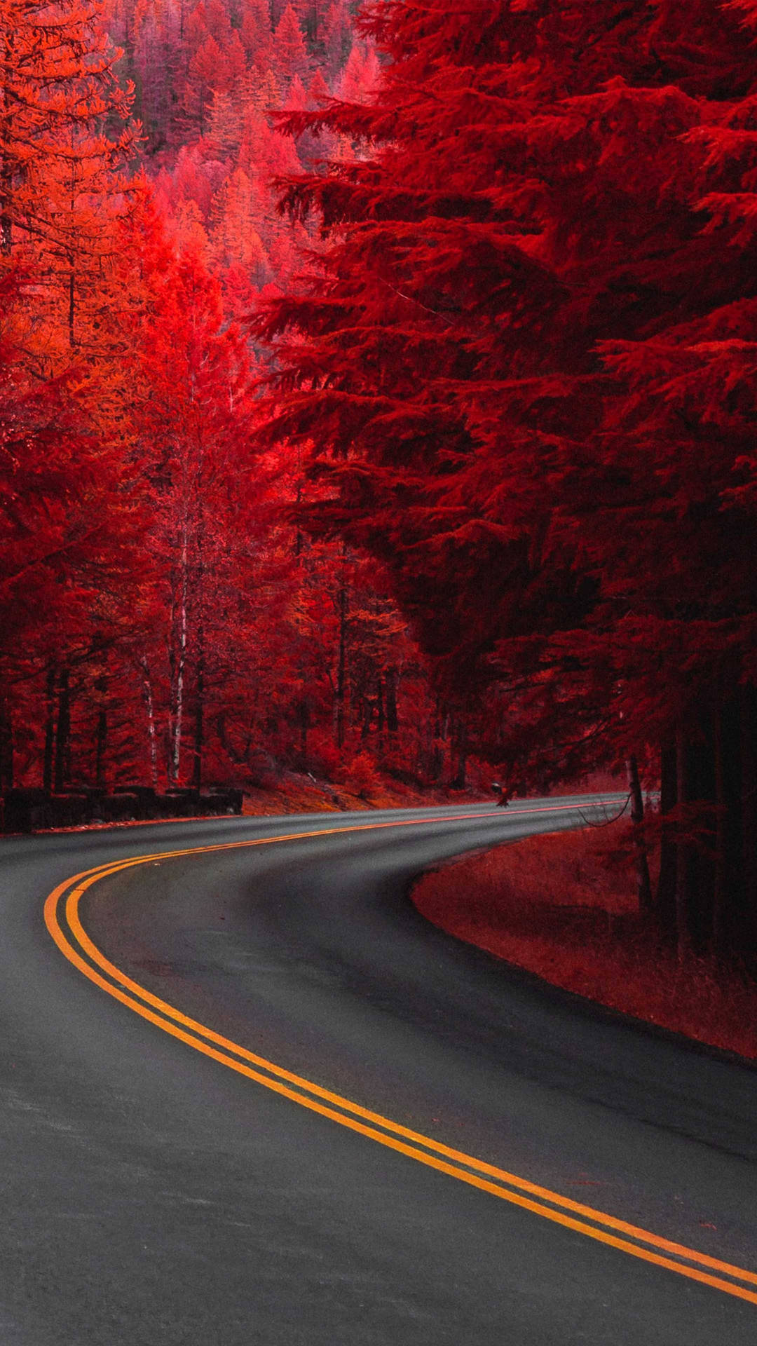 日落時分穿過紅色森林的蜿蜒道路